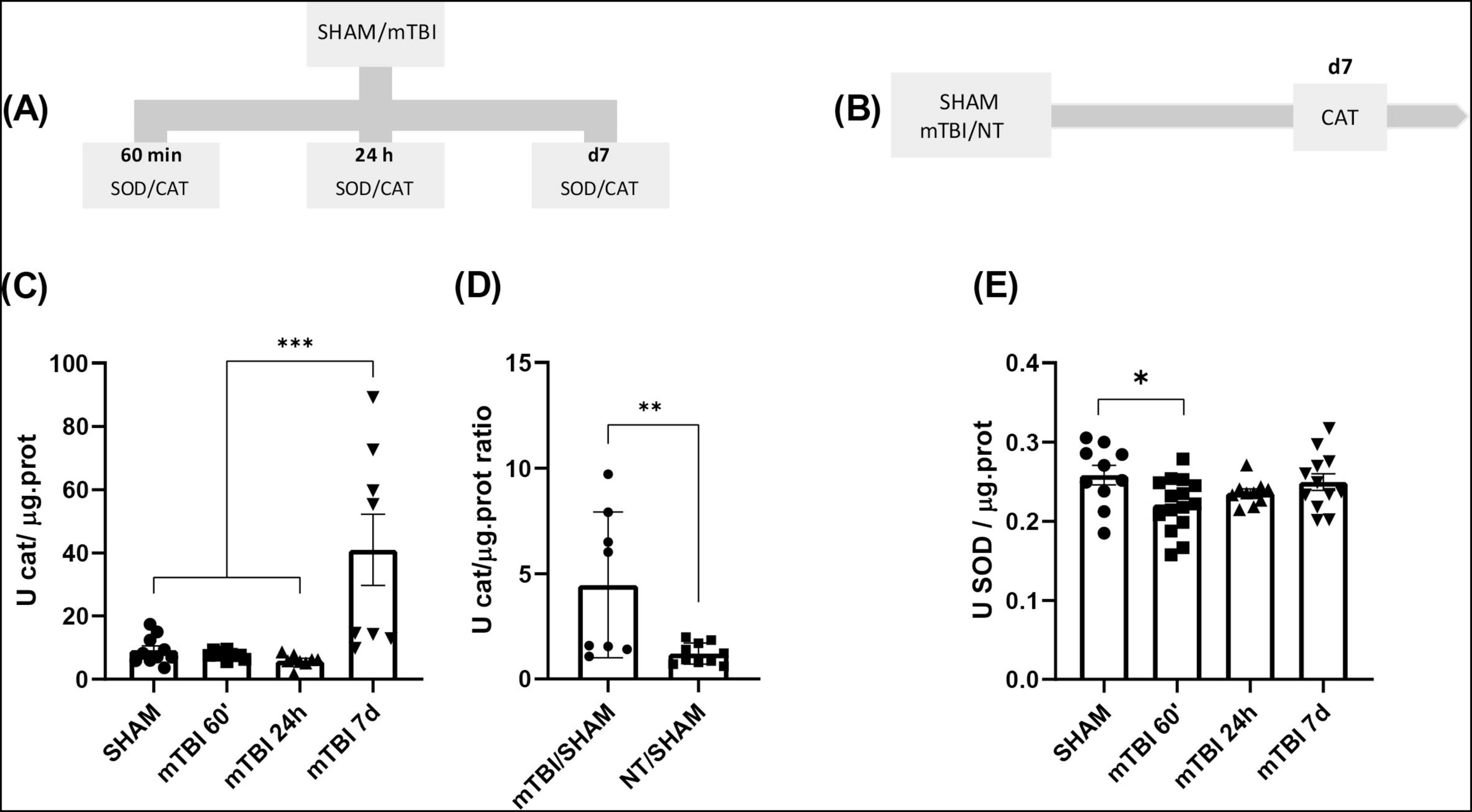 Diagram depicting a study on oxidative stress in sham and mTBI subjects over various time periods. Section (A) shows a timeline of 60 minutes, 24 hours, and 7 days with SOD/CAT, while section (B) shows a timeline with CAT. Graph (C) illustrates catalase activity with a significant increase in mTBI group on day 7 compared to SHAM and mTBI at 60 minutes or 24 hours. Graph (D) compares catalase activity ratios, showing a significant reduction in the treated mTBI ratio vs. the untreated mTBI. Graph (E) illustrates superoxide dismutase activity with a statistical difference at mTBI 60 minutes. Statistical significance is indicated by asterisks (*, **, ***).