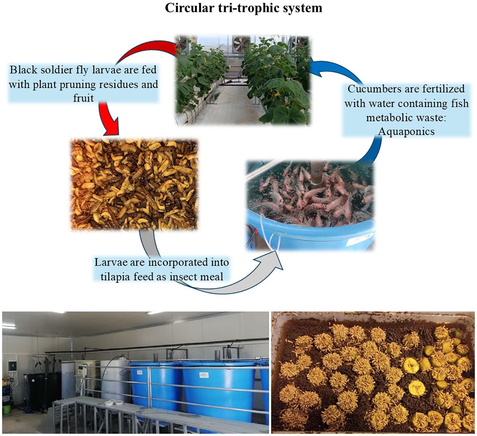 Diagram illustrating a circular tri-trophic system. Cucumber plants are fertilized with aquaponics water containing fish waste. Black soldier fly larvae are fed plant pruning residues, and the larvae are used as insect meal for tilapia feed. Images show plant growth in a greenhouse, larvae, fish in a blue tank, and the aquaculture system. Arrows indicate the flow between these stages.