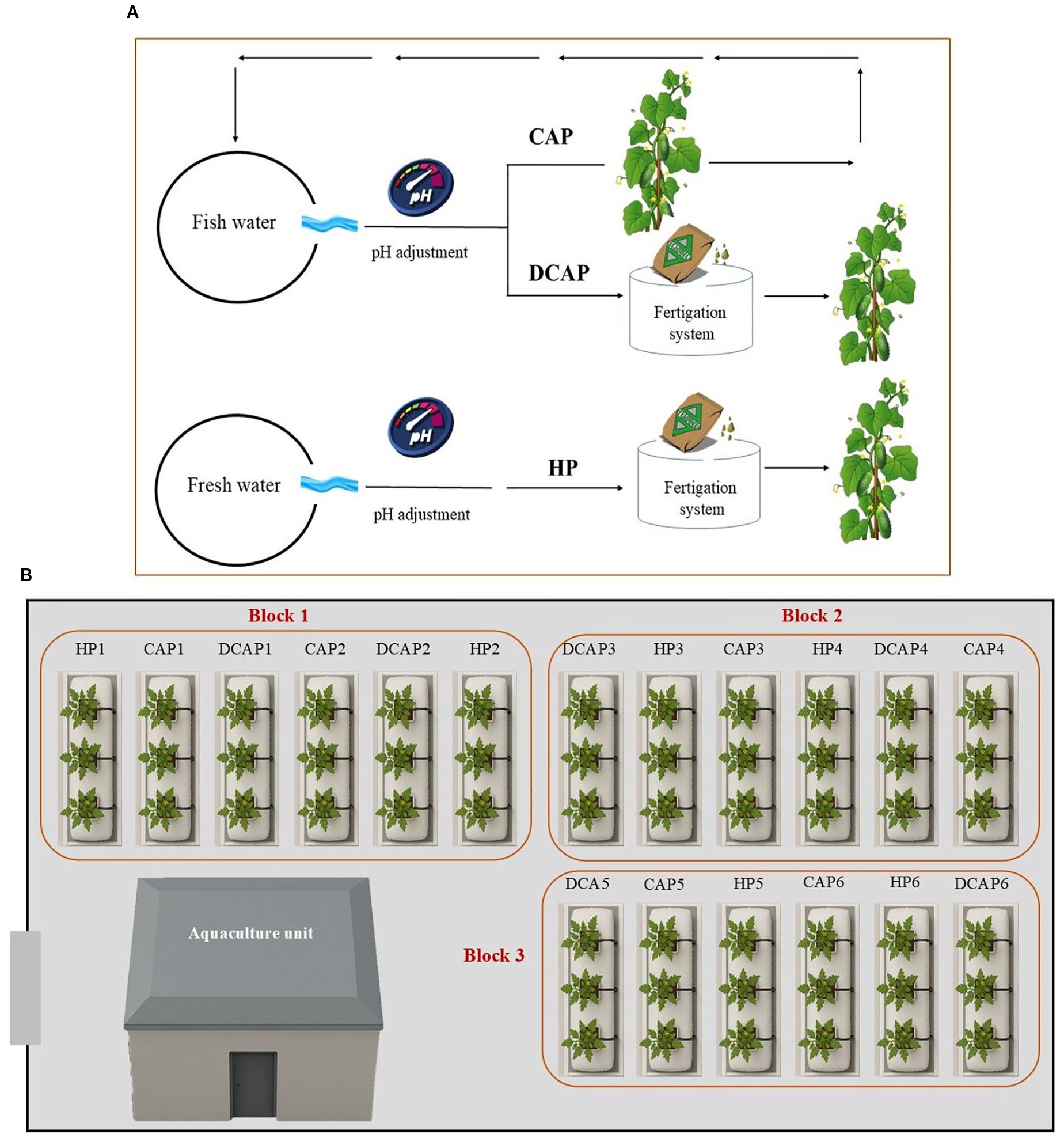 Diagram illustrating a fertigation system for aquaponics and hydroponics. Part A shows flow charts for water treatment using fish water and freshwater, adjusting pH, and directing to CAP, DCAP, and HP systems with fertigation for plant growth. Part B displays a layout with blocks of planted sections labeled HP, CAP, and DCAP, associated with an aquaculture unit.