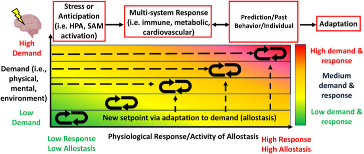 Flowchart depicting the process of demand and adaptation through allostasis. On the left, various demand types are represented, ranging from low (green) to high (red). The process includes stress or anticipation, multi-system response, prediction or past behavior, and adaptation. Arrows indicate movement between stages, with a color gradient from green to red representing increasing demand and response levels. A brain icon with a lightning bolt signifies high demand at the start, and the conclusion is marked by adaptation.