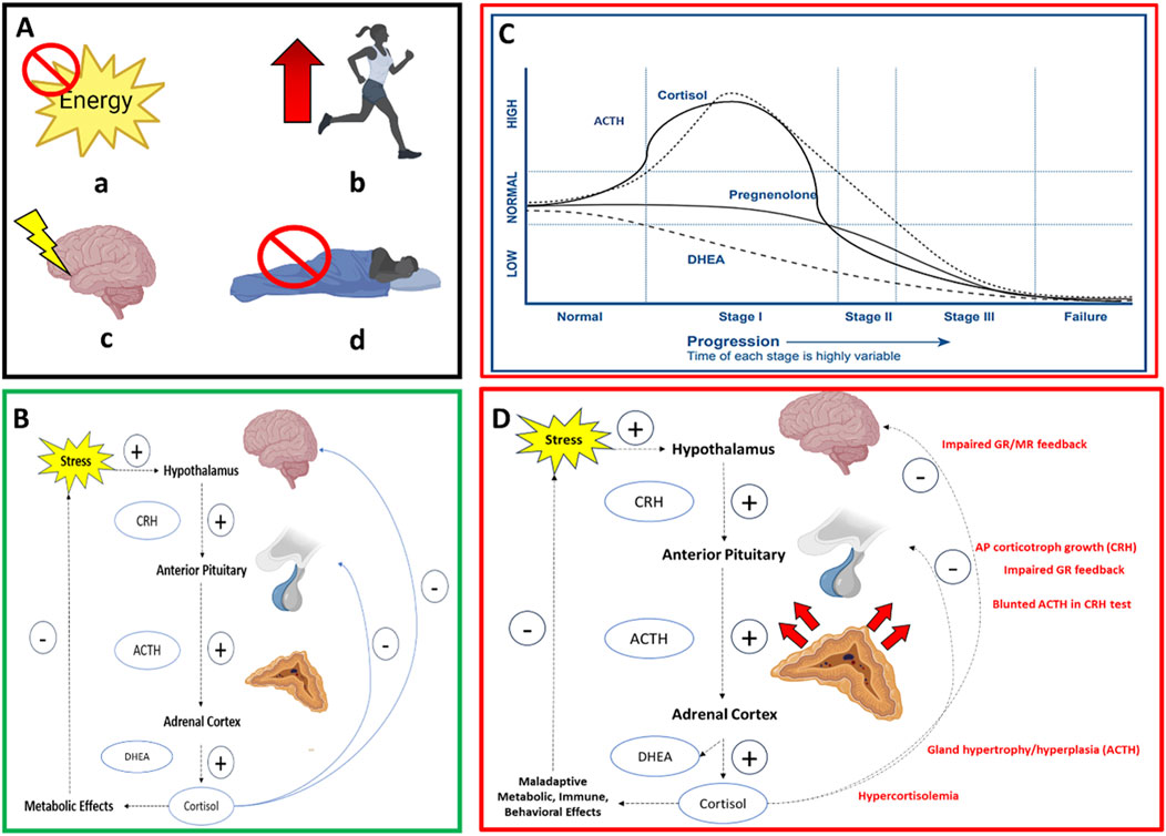 Panel A illustrates symptoms of stress: lack of energy, increased physical activity, mental strain, and poor sleep. Panel B depicts the stress response pathway, showing how stress triggers hormone release from the hypothalamus, anterior pituitary, and adrenal cortex. Panel C is a graph showing changing hormone levels (cortisol, ACTH, pregnenolone, DHEA) through stress stages, from normal to failure. Panel D reveals maladaptive stress responses, including impaired feedback and abnormal hormone production in the stress response pathway.