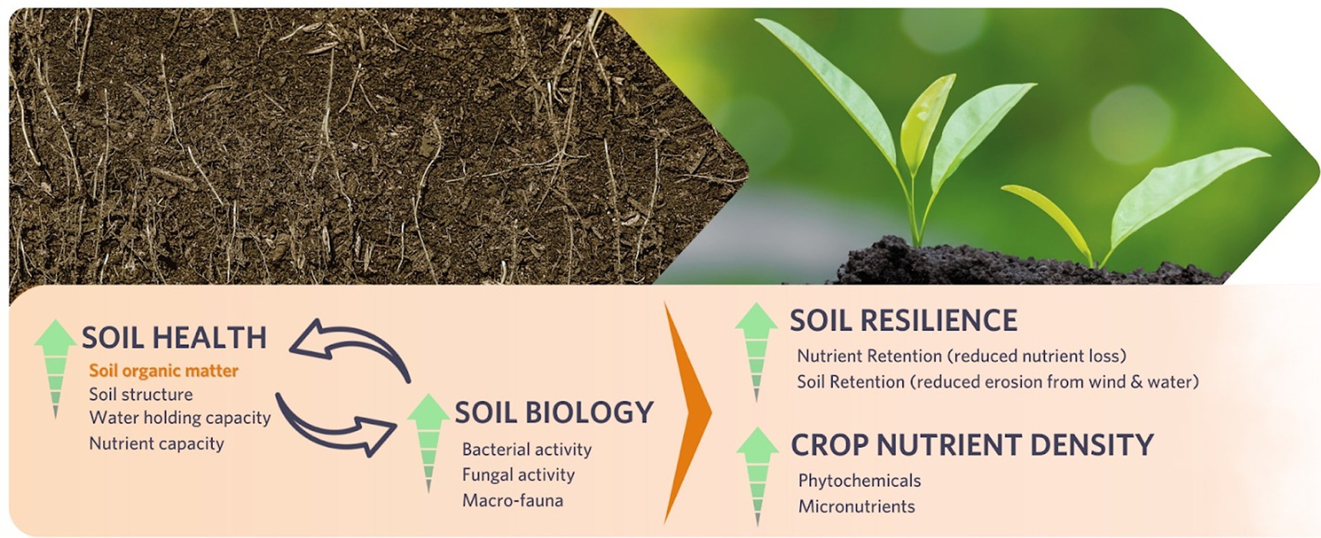 Diagram showing a gradient from soil with roots on the left to a plant in soil on the right. Highlights soil health with soil organic matter, structure, water, and nutrient capacity; soil biology with bacterial and fungal activity, and macro-fauna; soil resilience with nutrient and soil retention; and crop nutrient density with phytochemicals and micronutrients.