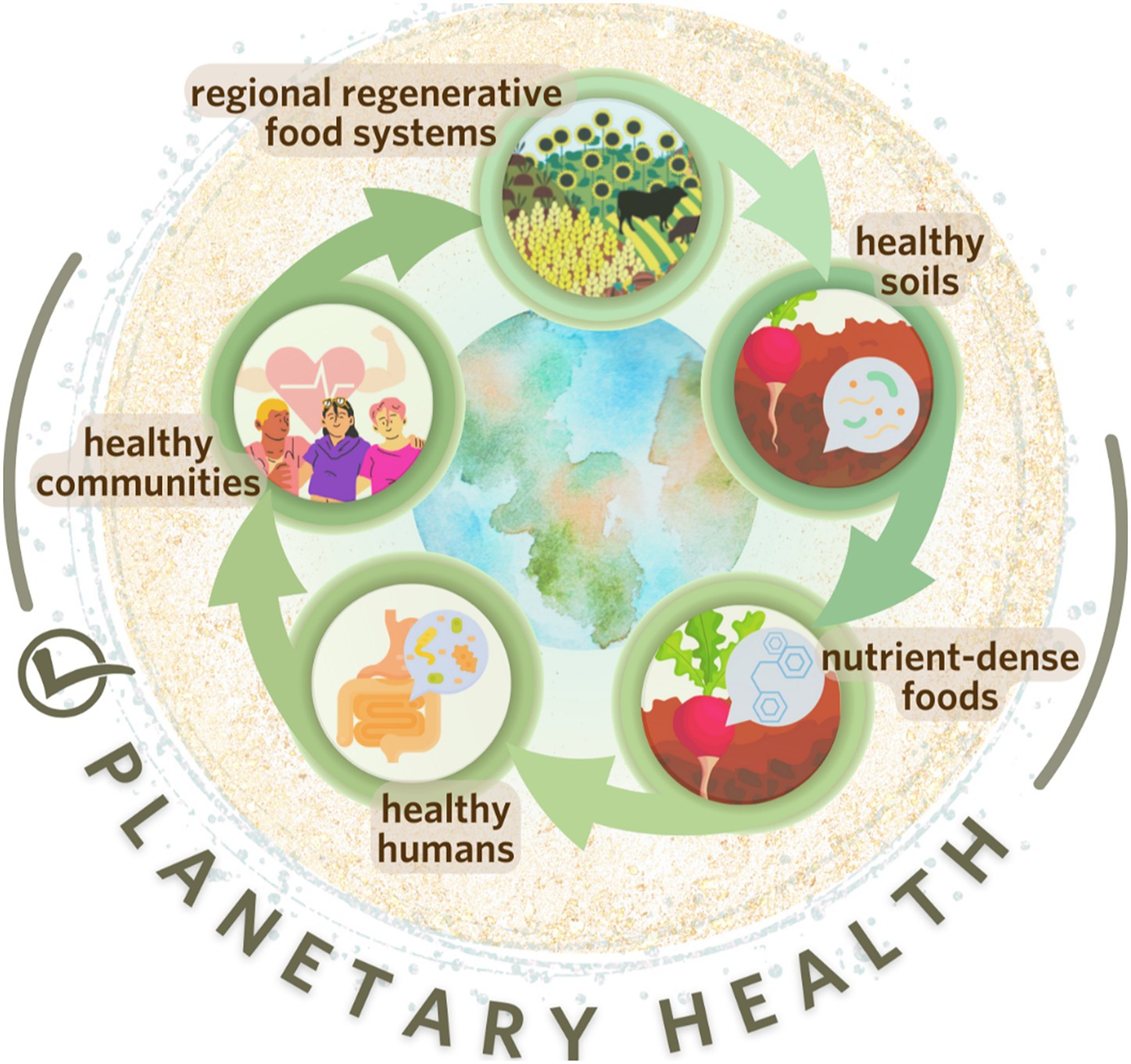 Circular infographic illustrating the cycle of planetary health. It includes regional regenerative food systems, healthy soils, nutrient-dense foods, healthy humans, and healthy communities. Surrounded by green arrows, the center depicts Earth, emphasizing interconnected health systems.