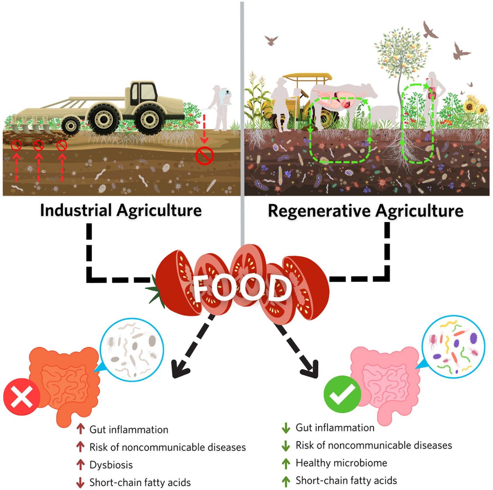Comparison between industrial and regenerative agriculture. Industrial agriculture shows compacted soil, machinery, and negative effects on gut health, such as inflammation and disease risk. Regenerative agriculture depicts diverse plants, animals, healthy soil, and positive effects on gut health, including a healthy microbiome. Both lead to food production, represented by sliced tomatoes.
