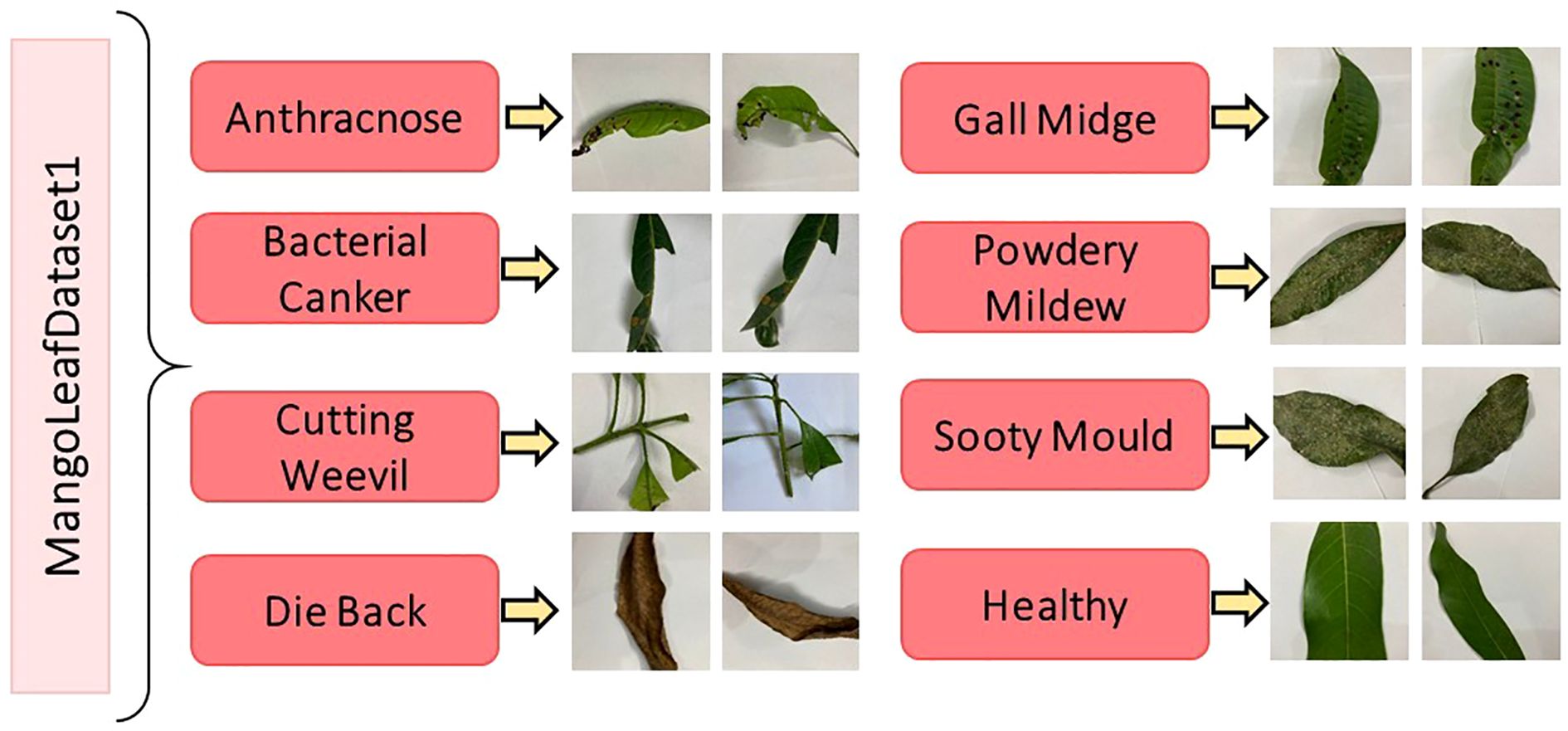 MangoLeafDataset1 features images categorized into seven conditions with two images each: Anthracnose, Bacterial Canker, Cutting Weevil, Die Back, Gall Midge, Powdery Mildew, Sooty Mould, and Healthy leaves. Each category visually represents the specific condition's symptoms.