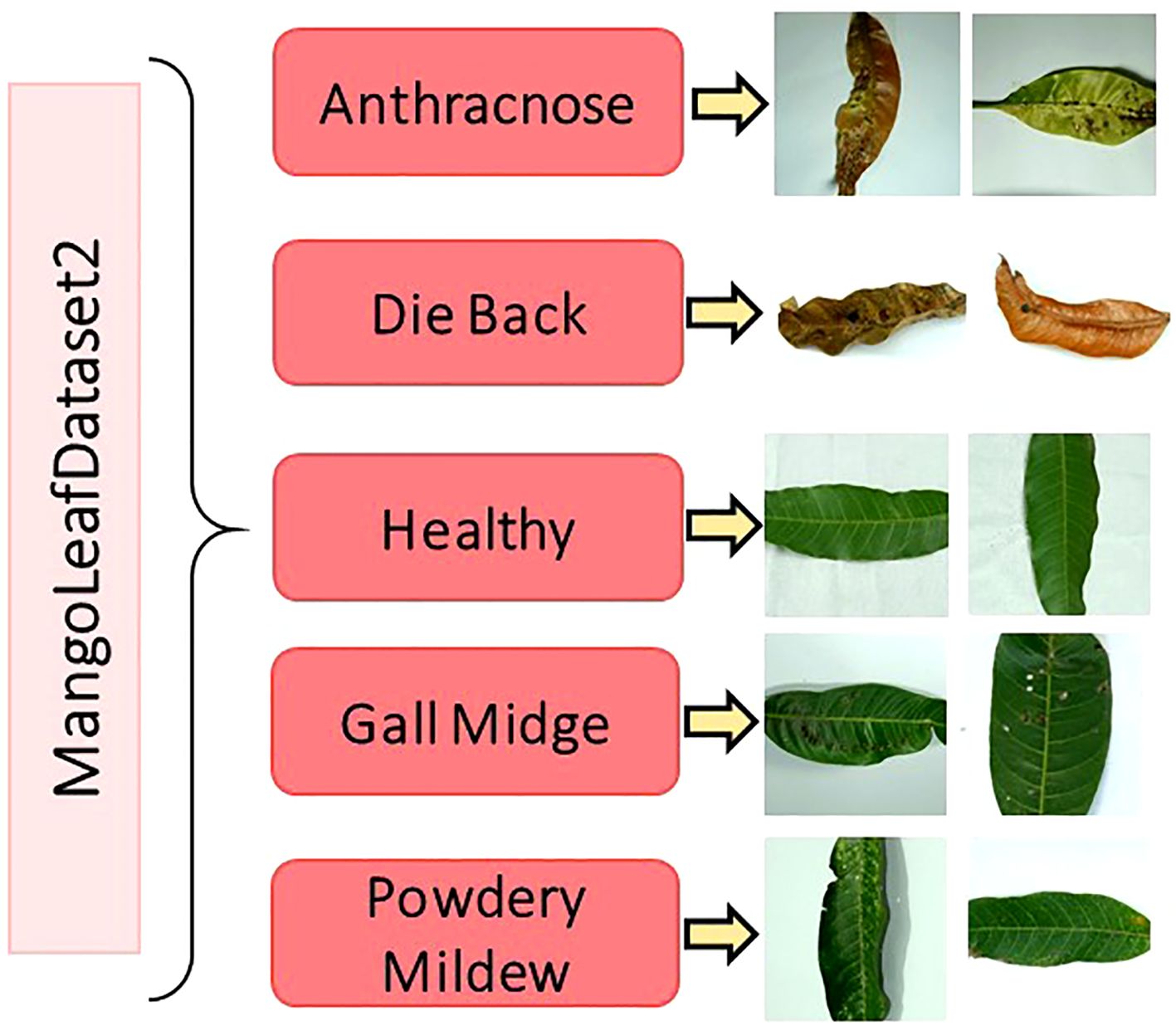 MangoLeafDataset2 graphic displaying five categories of mango leaf conditions: Anthracnose, Die Back, Healthy, Gall Midge, and Powdery Mildew. Each category shows two sample images of affected or healthy leaves to illustrate their characteristics.
