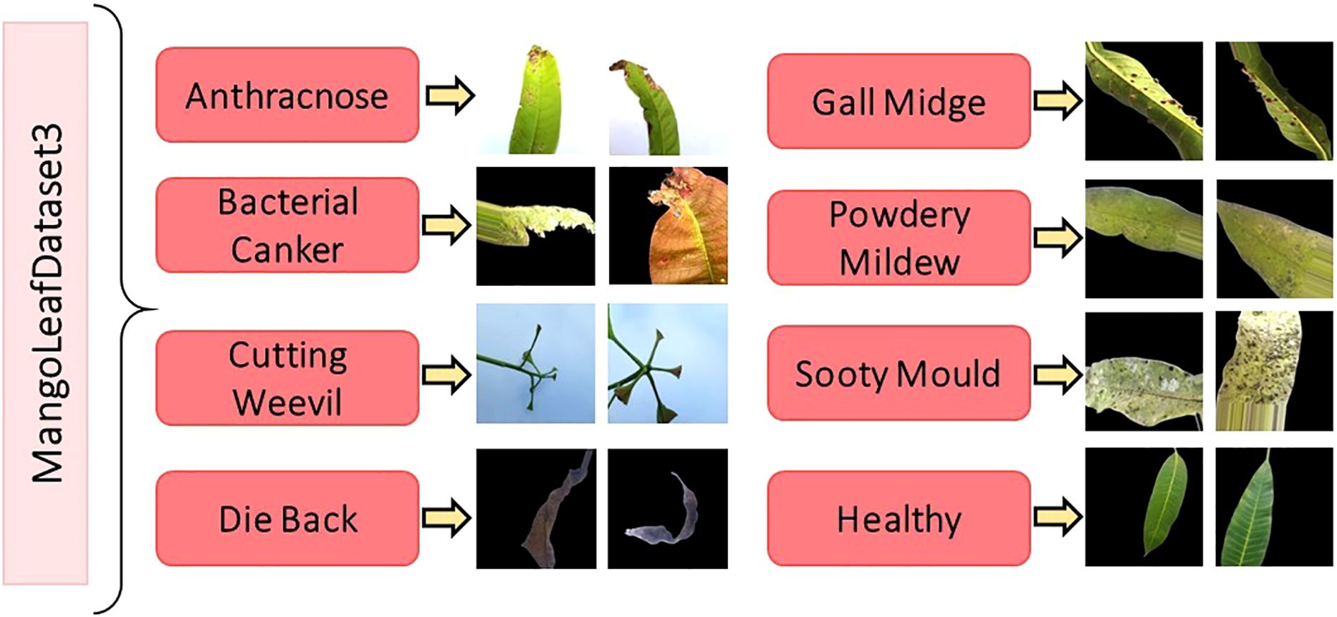 MangoLeafDataset3 diagram displays different mango leaf conditions with images. Conditions include Anthracnose, Bacterial Canker, Cutting Weevil, Die Back, Gall Midge, Powdery Mildew, Sooty Mould, and Healthy. Each condition has corresponding leaf images illustrating symptoms.
