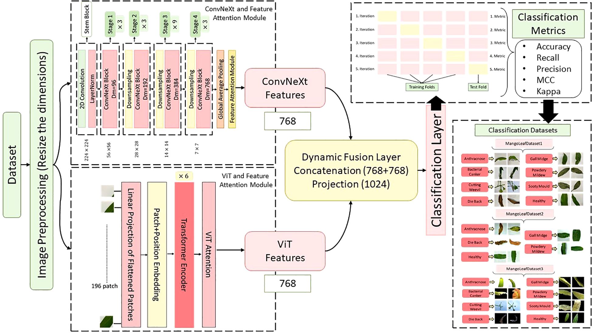 Flowchart of a classification model architecture with sections: Image preprocessing resizing inputs for a ConvNeXt and ViT attention module. ConvNeXt involves convolution layers, downsampling, and global pooling. ViT processes patches through encoders and attention. Features from both modules are concatenated in a dynamic fusion layer, feeding into a classification layer. Datasets include mango leaf images for various conditions, evaluated by metrics like accuracy and precision.