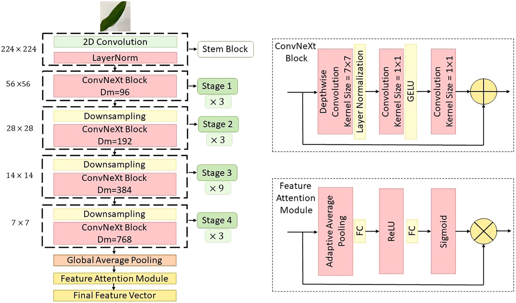 Diagram depicting a convolutional neural network architecture. The left section shows sequential blocks: Stem Block with 2D Convolution, followed by four stages of ConvNeXt Blocks with downsampling at each stage. Each stage shows repeated blocks, increasing in dimensionality (Dm: 96 to 768). The right section details a ConvNeXt Block with depthwise convolution, layer normalization, GELU, and 1x1 convolutions, as well as a Feature Attention Module using adaptive average pooling, ReLU, and sigmoid functions.