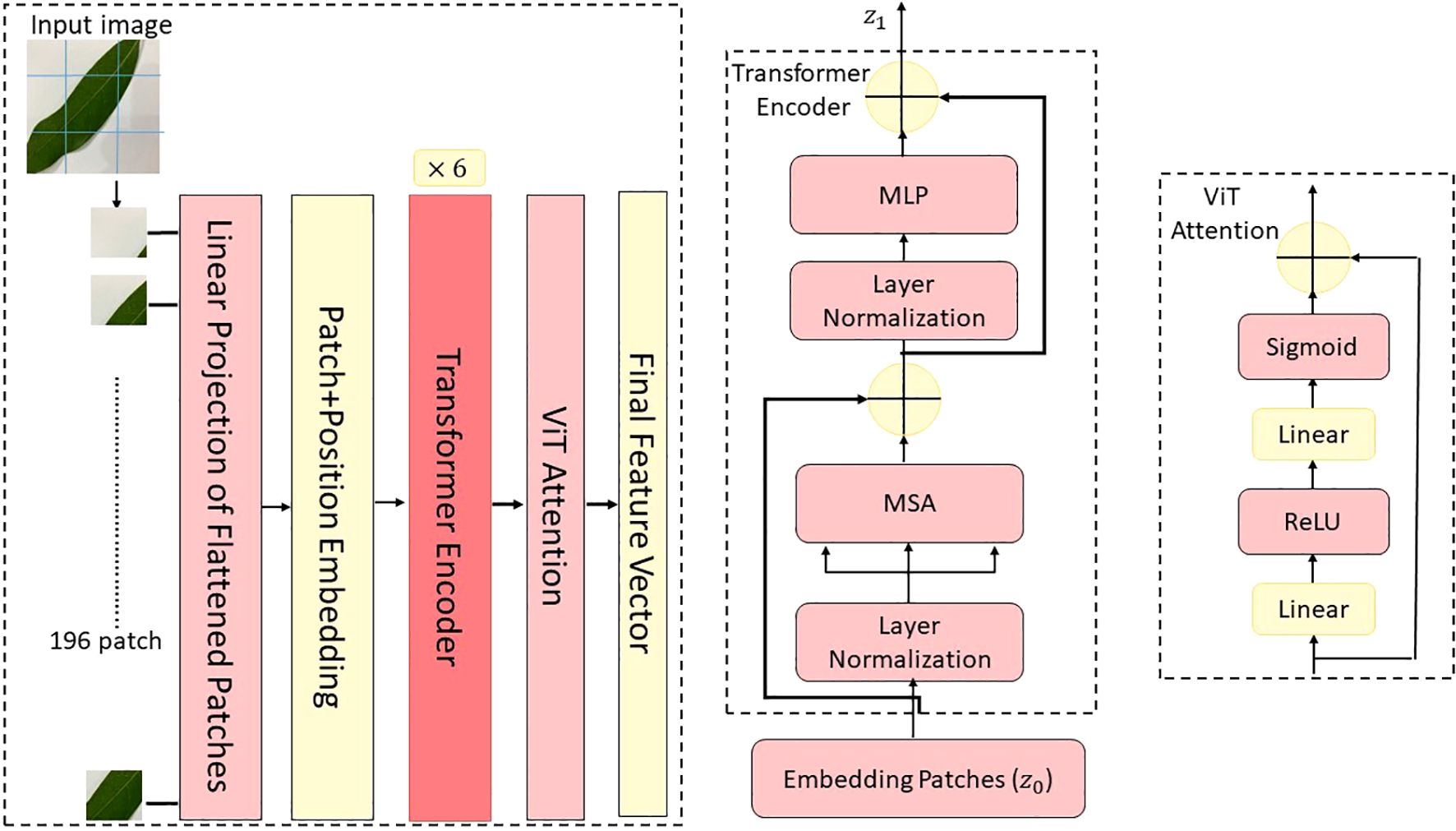 Flowchart of a Vision Transformer (ViT) architecture. An input image is divided into 196 patches, which undergo linear projection and patch embedding. This is followed by a transformer encoder, repeated six times, then attention mechanisms produce a final feature vector. Detailed components include MLP, layer normalization, and MSA, with activation functions like ReLU and Sigmoid.