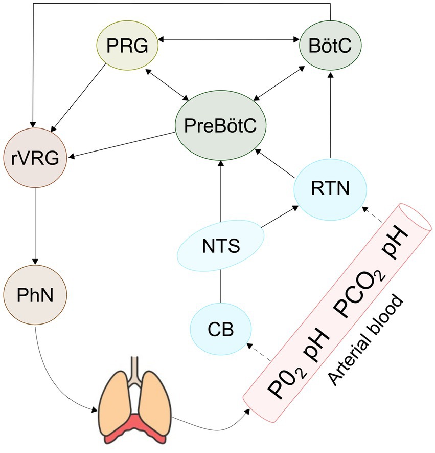Diagram illustrating the neural control of breathing. It includes interconnected components: PRG, BötC, PreBötC, rVRG, NTS, RTN, CB, and PhN, showing influence on lungs. The arterial blood interacts with RTN and NTS, highlighting roles of PCO₂, PO₂, and pH.