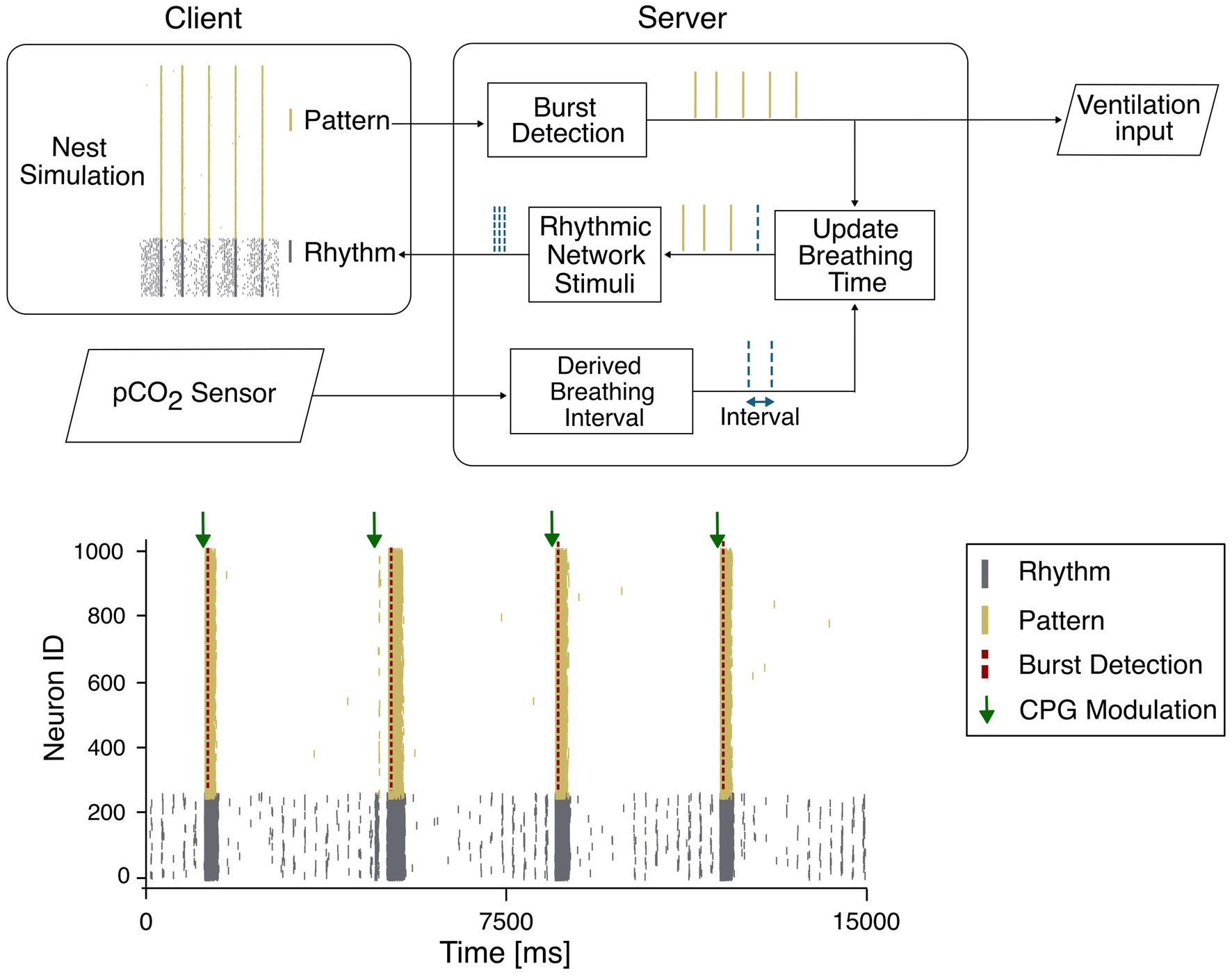 Diagram illustrating a neural simulation process involving a client-server model. The client side with nest simulation shows rhythm and pattern outputs sent to the server. The server performs burst detection and rhythmic network stimuli, updating breathing time. Inputs from a pCO2 sensor aid in deriving the breathing interval. A graph below depicts neuron ID against time in milliseconds, showing rhythm, pattern, burst detection, and CPG modulation marked by arrows. A legend clarifies the graph's color codes for rhythm, pattern, burst detection, and CPG modulation.