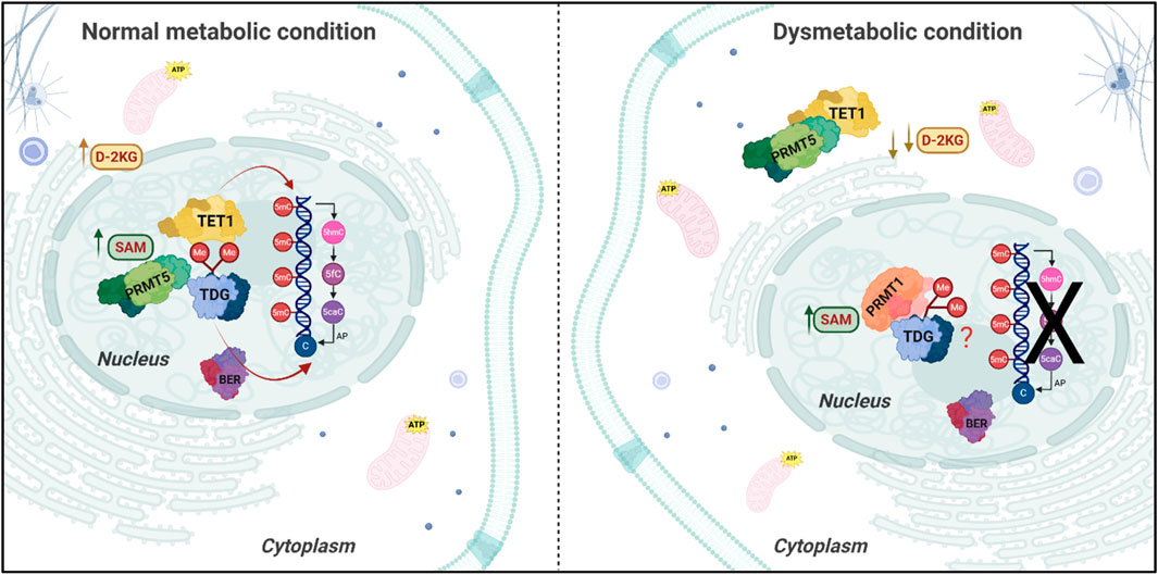 Impact of Dysmetabolic Conditions on DNA-demethylation and Repair Pathways. The picture illustrates the cellular localization and activity of key enzymes involved in DNA modification and repair depending on the cellular metabolic condition. Under normal metabolic conditions (left panel) D-2-ketoglutarate (D-2KG) levels are sufficient to support the demethylation activity of Ten-Eleven Translocation (TET) enzymes, while the Protein Arginine Methyltransferase 5 (PRMT5) interacts with TET1 protein and Thymine DNA Glycosylase (TDG) in the nucleus. Upon dysmetabolic conditions (right panel), characterized by decreased D-2KG levels, TET1 and PRMT5 relocate in the cytoplasm, leading to asymmetrical dimethylation of TDG and impairing the conversion of 5 mC to 5hmC, interfering with the demethylation cycle and potentially with the Base Excision Repair (BER) process, leading to unrepaired DNA damage, in the case of TDG overactivation.