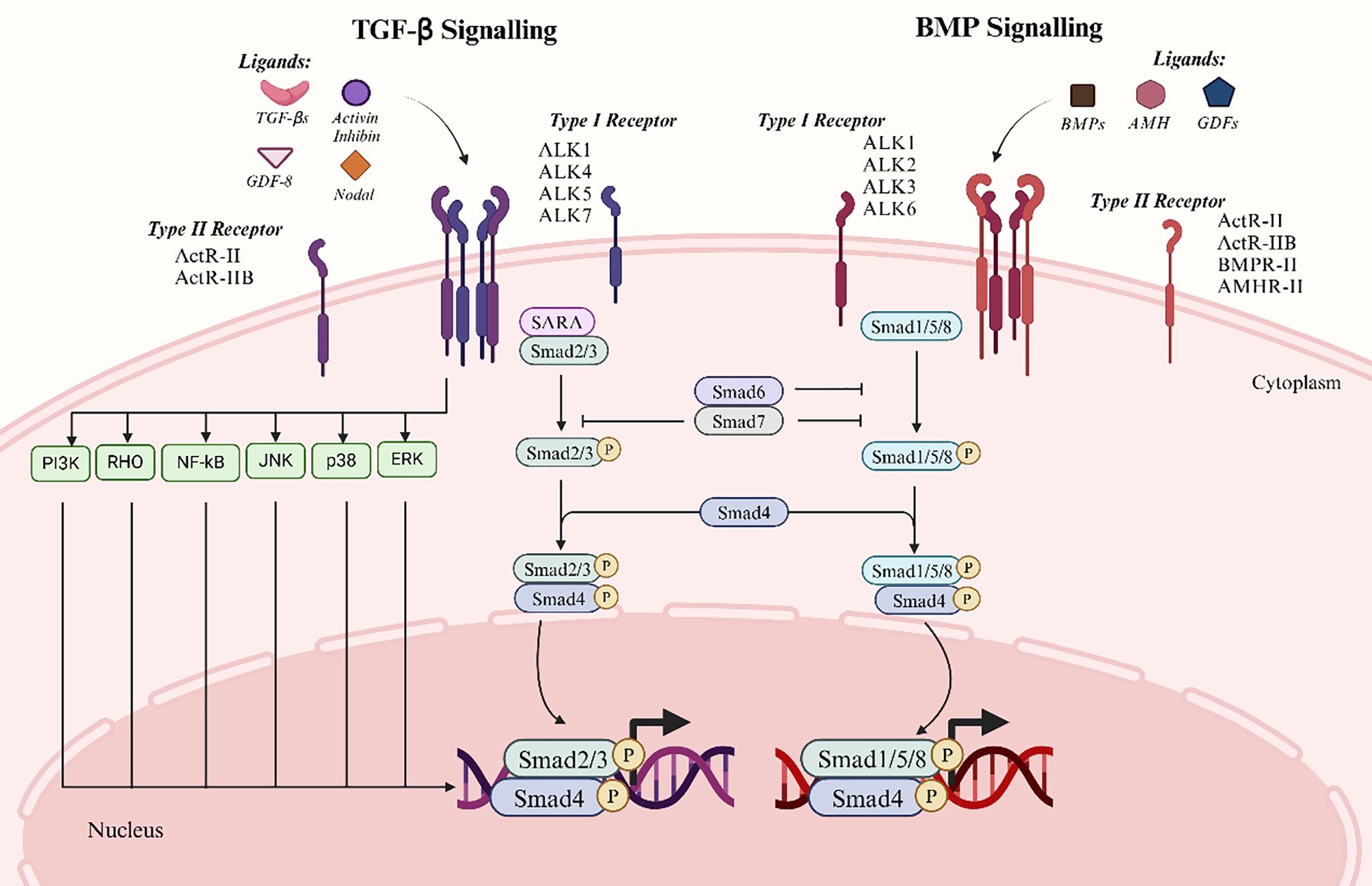 Diagram illustrating TGF-β and BMP signaling pathways. On the left, TGF-β signaling involves ligands like TGF-βs and receptors such as ActR-II. It activates pathways including PI3K and JNK. The right depicts BMP signaling with ligands like BMPs, receptors such as ALK1, leading to Smad1/5/8 activation. Both pathways culminate in Smad-mediated transcriptional regulation in the nucleus.