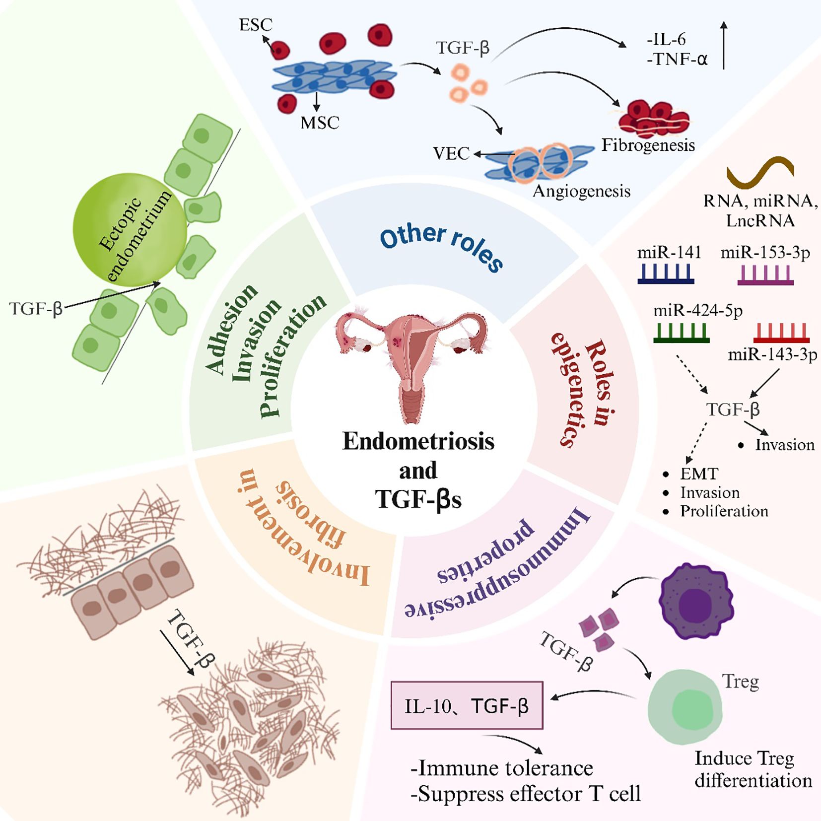 Diagram illustrating the roles of TGF-β in endometriosis, organized into segments labeled “Adhesion Invasion Proliferation,” “Involvement in Fibrosis,” “Immunosuppressive Properties,” “Roles in Epigenetics,” and “Other Roles.” Illustrations depict mechanisms like angiogenesis, fibrosis, and immune regulation, emphasizing how TGF-β influences endometrial and immune cell behavior. Central image shows uterus, symbolizing the focus on endometriosis.