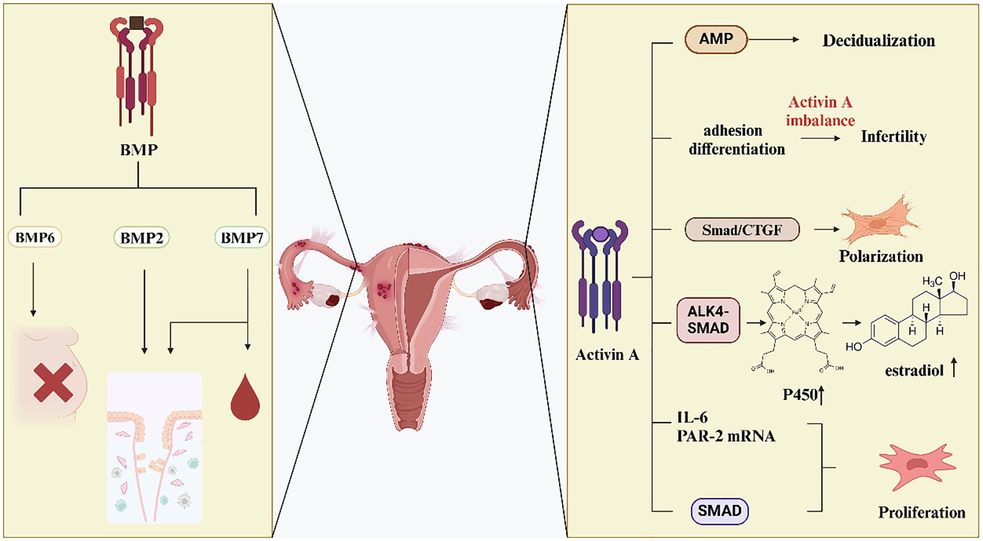 Diagram illustrating the biological processes involving BMP and Activin A pathways affecting the uterus. The left panel shows BMP signaling with BMP2, BMP6, and BMP7 linked to effects like pregnancy blockage and cellular processes. The right panel highlights Activin A involvement in decidualization, infertility, polarization, and proliferation through various intermediates like ALK4-SMAD and Smad/CTGF, with estradiol and IL-6 signals indicated. The central image features a labeled uterus.