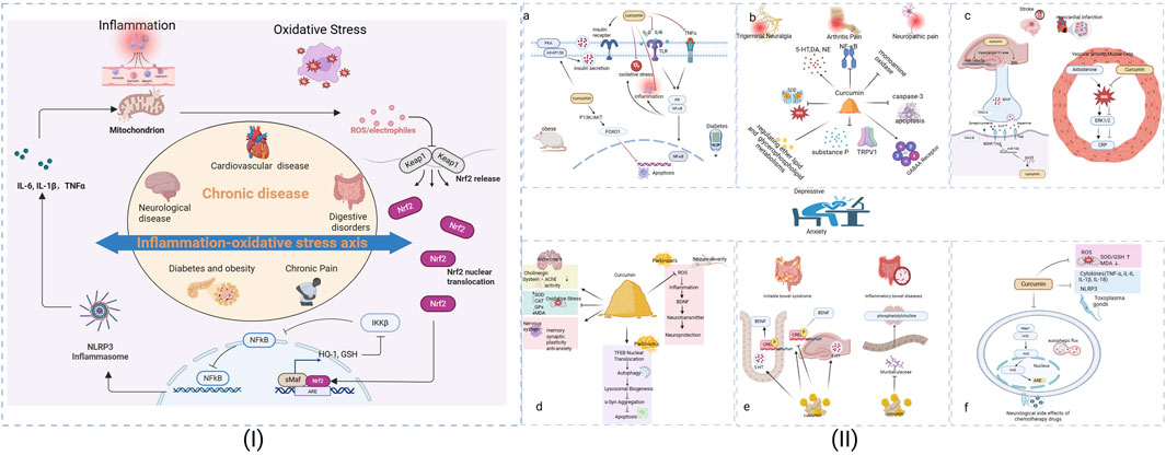 “Diagram illustrating the potential mechanisms by which curcumin affects depression and anxiety in patients with chronic diseases. Part I shows the central inflammation-oxidative stress axis involved across various chronic conditions. Part II is subdivided into panels representing specific diseases and symptoms: (a) obesity and diabetes, (b) trigeminal neuralgia, arthritis, and neuropathic pain, (c) stroke and myocardial infarction, (d) Alzheimer's, Parkinson's disease, and seizure severity, (e) irritable bowel syndrome and inflammatory bowel disease, and (f) neurological side effects from chemotherapy drugs. Key antioxidant enzymes and molecules such as SOD, CAT, GPx, GSH, and HO-1 are highlighted.”