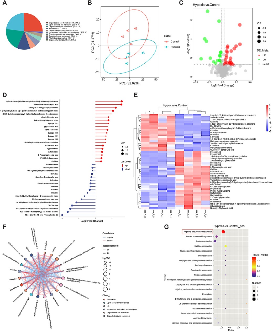 A series of scientific visualizations: A) A pie chart showing metabolite classification percentages. B) A PCA plot distinguishing control and hypoxia classes. C) A volcano plot depicting differential metabolites with significance and fold change. D) A bar graph illustrating log2 fold changes in metabolites. E) A heatmap showing expression differences between hypoxia and control samples. F) A network diagram highlighting metabolite correlations and classifications. G) A dot plot showing pathway enrichment with log ratio and significance for hypoxia versus control conditions.