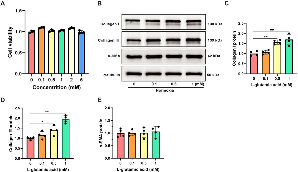 Graphical data displaying the effects of L-glutamic acid on cell viability and protein levels. Chart A shows cell viability at varying concentrations, indicating minimal changes. Panel B presents Western blot bands for Collagen I, Collagen III, α-SMA, and α-tubulin under normoxia. Charts C and D indicate increased Collagen I and III protein levels at higher L-glutamic acid concentrations, respectively, with statistical significance marked. Chart E shows α-SMA protein levels remaining stable across concentrations.