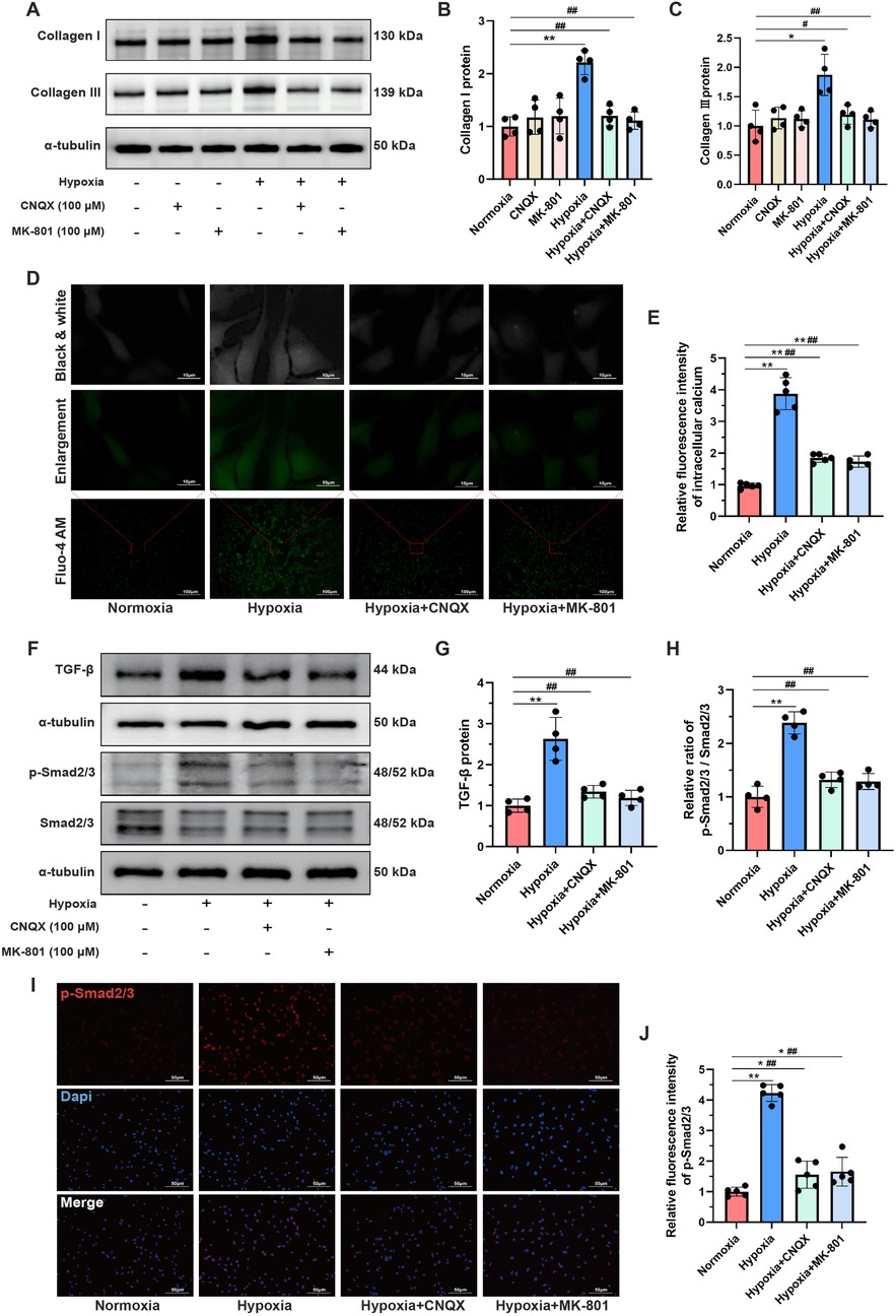 A scientific figure showing multiple panels. Panel A shows Western blots for Collagen I, Collagen III, and α-tubulin under different conditions, including hypoxia and drug treatments. Panels B and C are bar graphs displaying levels of Collagen I and III protein, showing significant changes under various conditions. Panel D presents images of cells under fluorescence microscopy, illustrating intracellular calcium under normoxia and hypoxia with drug treatments. Panel E is a bar graph of relative fluorescence intensity of intracellular calcium, with significant changes. Panel F shows Western blots for TGF-β, p-Smad2/3, and Smad2/3 proteins. Panels G and H are bar graphs for TGF-β protein and relative p-Smad2/3 to Smad2/3 ratios, showing significant differences. Panel I displays fluorescence images of p-Smad2/3, DAPI stains, and merged images. Panel J is a bar graph showing the relative fluorescence intensity of p-Smad2/3. Statistical significance is indicated with asterisks and hash marks.