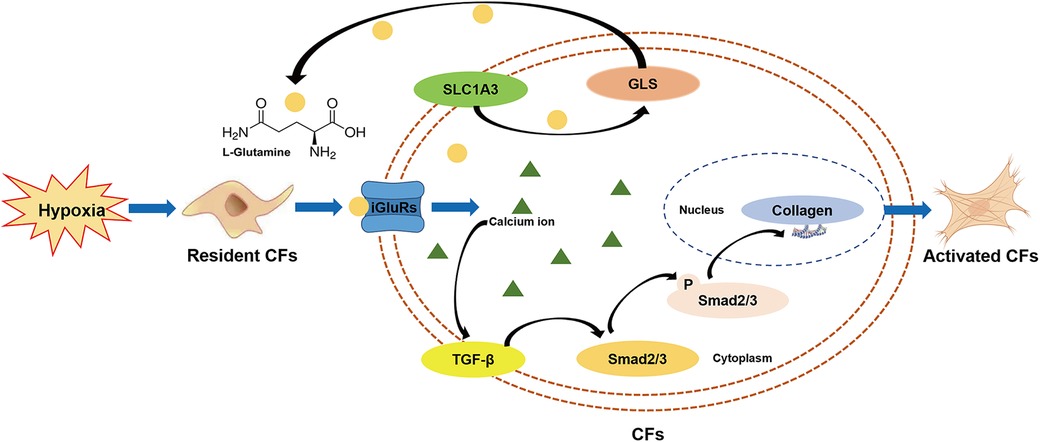 Diagram illustrating the mechanism of cardiac fibroblast (CF) activation under hypoxic conditions. Hypoxia stimulates resident CFs, leading to L-glutamine conversion. Glutamine transport involves SLC1A3 and GLS, affecting calcium ions and iGluRs pathways. This activates the TGF-β cascade, involving Smad2/3 proteins, leading to collagen production. The process results in the transformation of resident CFs into activated CFs.