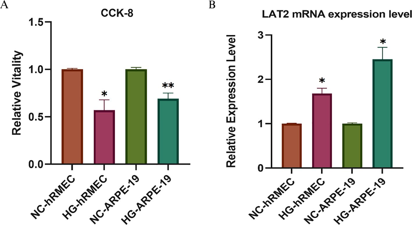 Bar charts showing two analyses: Panel A, labeled “CCK-8,” depicts relative vitality of cell groups NC-hRMEC, HG-hRMEC, NC-ARPE-19, HG-ARPE-19, with HG-ARPE-19 showing decreased vitality. Panel B, labeled “LAT2 mRNA expression level,” shows relative expression with HG-ARPE-19 having the highest expression. Asterisks indicate statistical significance.