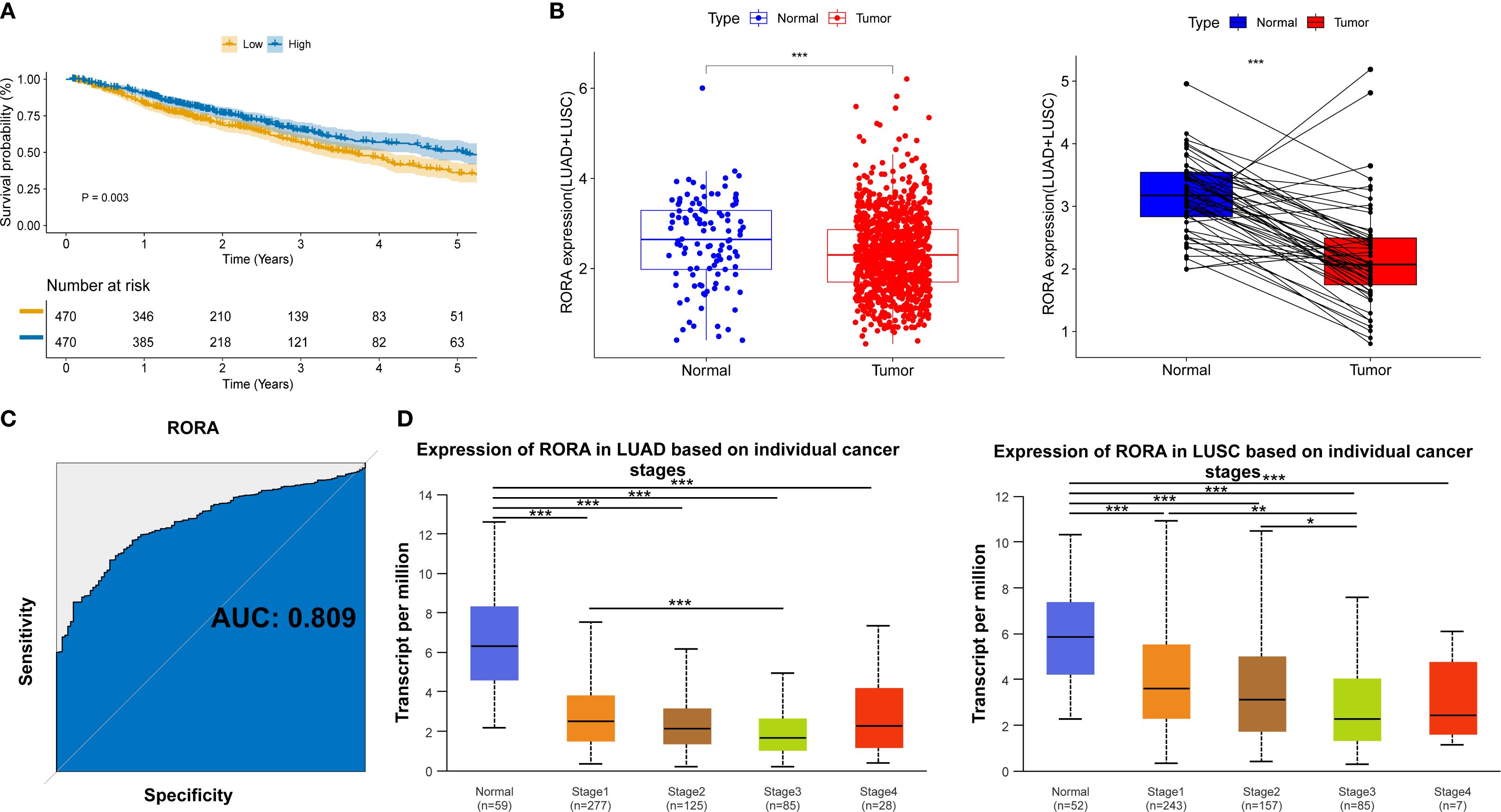 Panel A shows a Kaplan-Meier survival curve comparing high and low RORA expression groups over five years, indicating significantly different survival probabilities (P = 0.003). Panel B contains box plots showing increased RORA expression in tumor versus normal tissues. Panel C is a ROC curve with an AUC of 0.809, indicating the diagnostic potential of RORA. Panels D show box plots of RORA expression across different stages of LUAD and LUSC, with significant differences highlighted.