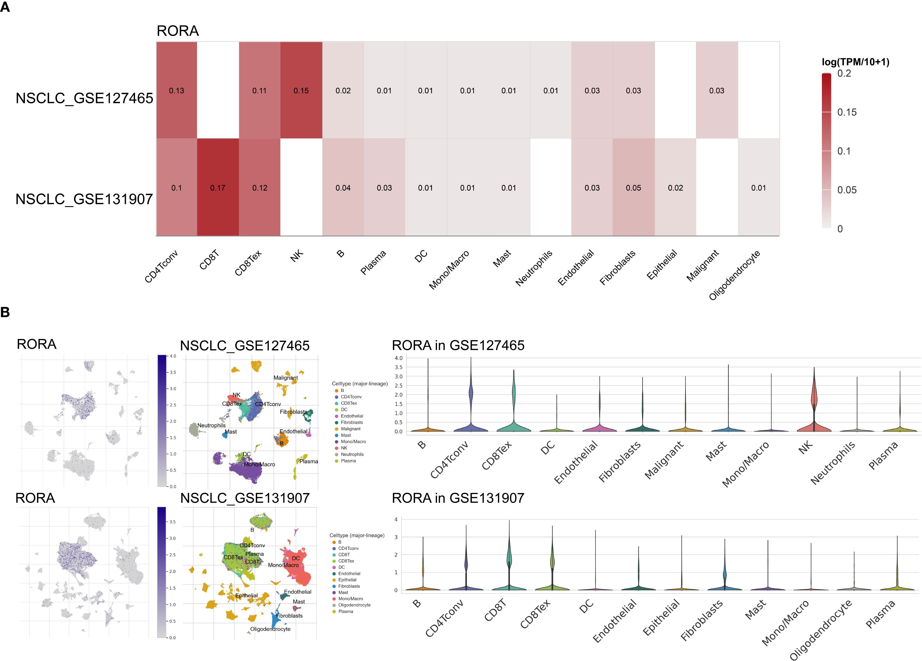 Heatmap and scatter plots depicting RORA expression in two datasets, NSCLC_GSE127465 and NSCLC_GSE131907. The heatmap shows varying expression levels across different cell types, with darker red indicating higher expression. The scatter plots visually represent cell type distribution, while violin plots detail RORA expression levels for each cell type within the datasets.