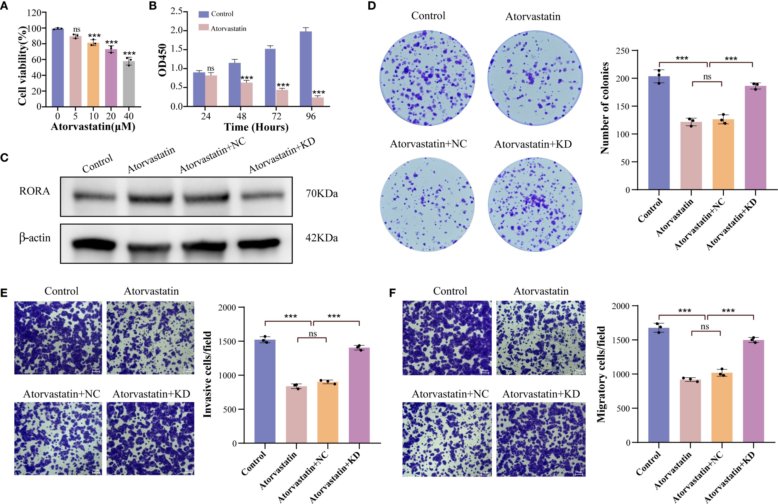 Bar charts, a Western blot, and colony and cell migration assays demonstrate atorvastatin's effects on cells. (A) Cell viability decreases with increasing atorvastatin concentration. (B) OD450 measurement shows reduced cell proliferation over 96 hours with atorvastatin. (C) Western blot indicates RORA and β-actin expression under different conditions. (D) Colony assay with images and bar chart shows fewer colonies with atorvastatin, except in KD. (E) Invasion assay images and bar chart reveal reduced invasiveness, except in KD. (F) Migration assay images and bar chart show decreased cell migration, except in KD. Statistical significance is marked by asterisks.