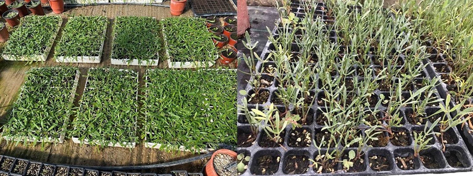 Seedlings in trays are arranged on a greenhouse floor, with different stages of growth visible. Some trays have densely packed green shoots, while others have taller, sparse plants. Several potted plants are scattered around the area.
