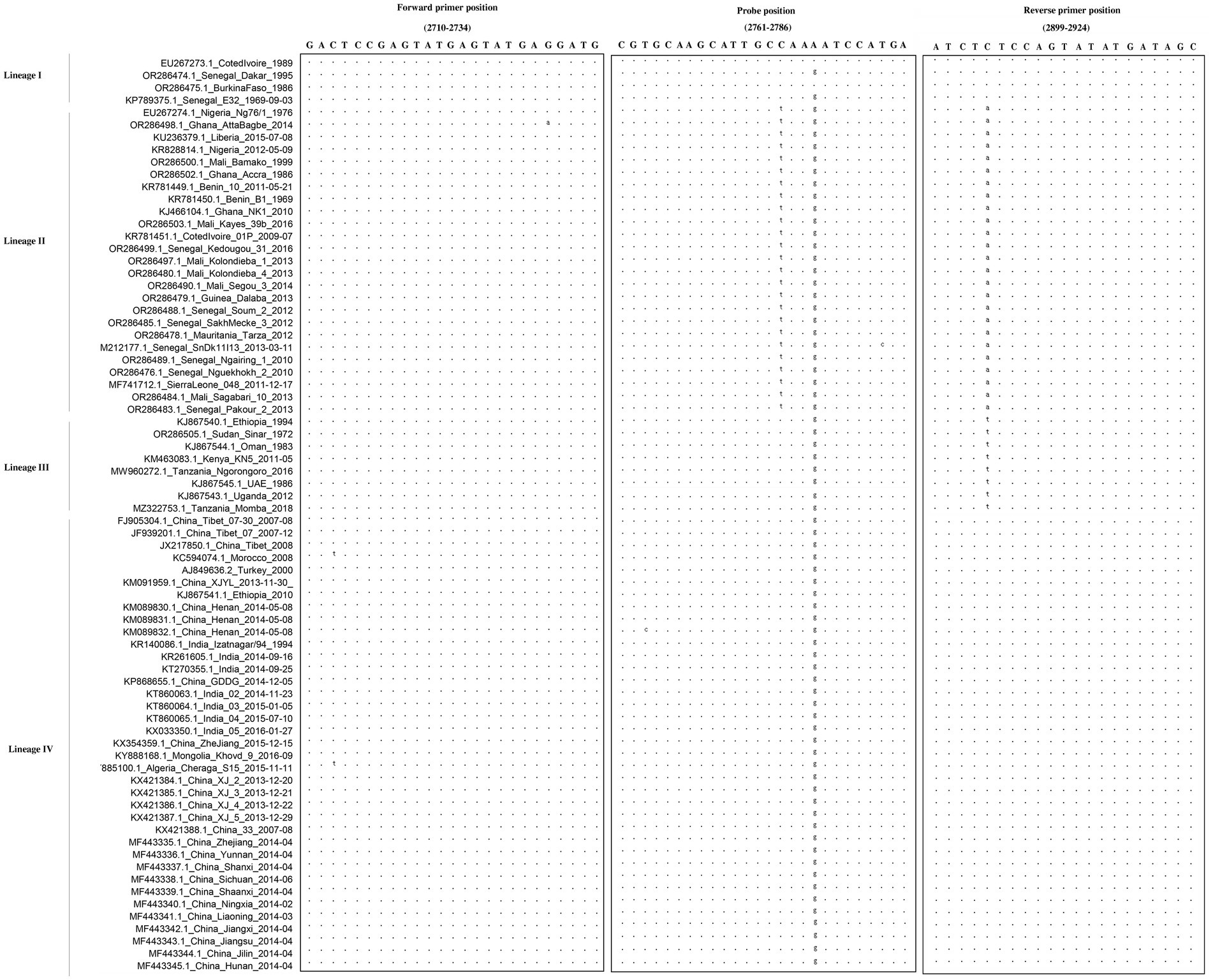Grid showing genetic sequence data for different lineages and countries, divided into columns for forward primer, probe, and reverse primer positions. Specific genetic bases are detailed, with vertical segments separating lineage groups, labeled I to IV.