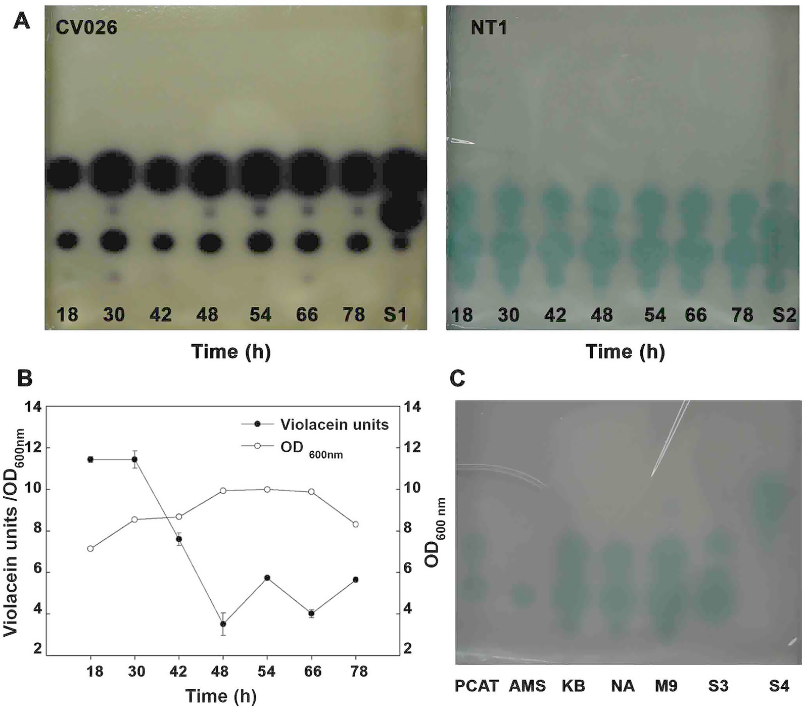 Panel A shows two series of spots for strains CV026 and NT1 over time, indicating violacein production. Panel B is a line graph of violacein units and OD at 600 nm over time. Panel C displays various culture mediums labeled PCAT, AMS, KB, NA, M9, S3, and S4, with bacterial growth observed.