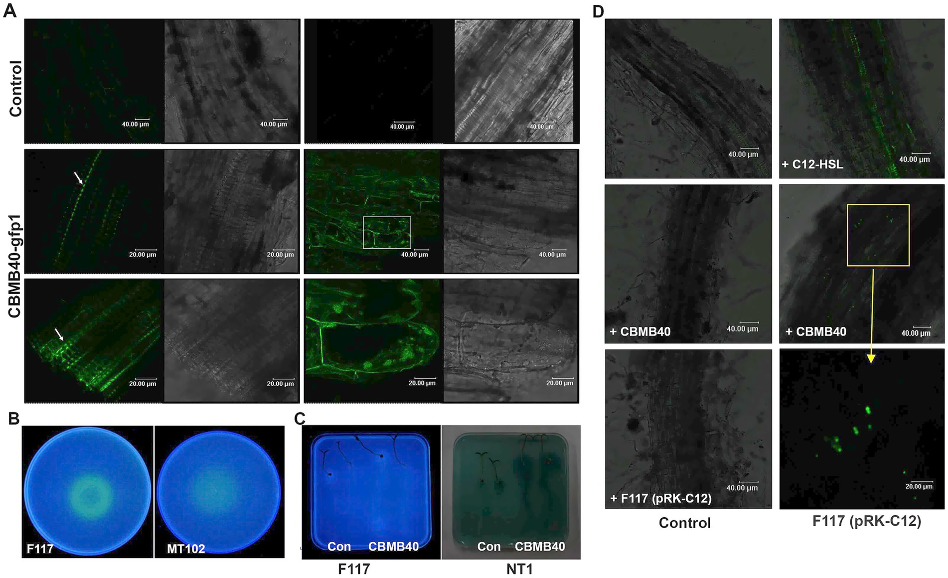 A series of panels showing microscopic images and Petri dish cultures. Panel A displays green fluorescent images under different experimental conditions, indicating protein expression. Panel B shows two blue Petri dishes labeled F117 and MT102. Panel C depicts two Petri dishes comparing control and CBMB40 effects on F117 and NT1 strains. Panel D provides additional fluorescent microscopy images of samples treated with C12-HSL and CBMB40, highlighting specific interactions. Each panel includes scale bars for reference.