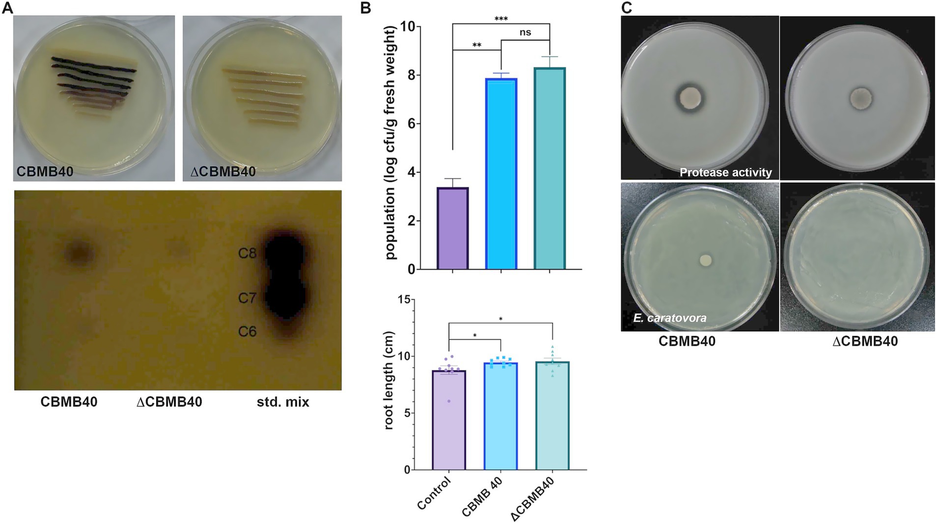 Panel A shows petri dishes comparing bacterial growth between CBMB40 and ΔCBMB40 strains. The bottom image depicts zones of inhibition. Panel B includes two bar charts: the top shows bacterial population, with CBMB40 and ΔCBMB40 having significantly higher values compared to control, while the bottom displays root length, with CBMB40 and ΔCBMB40 outperforming control. Panel C shows petri dishes assessing protease activity and E. carotovora inhibition, where the CBMB40 strain shows clear zones compared to ΔCBMB40.