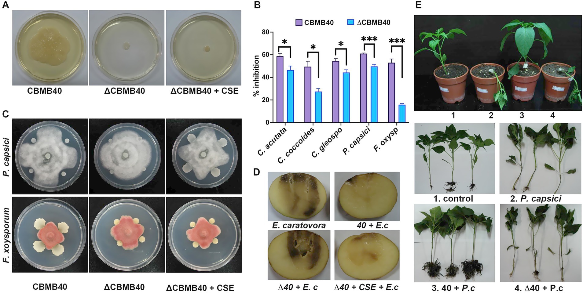 A series of images depicts biological experiments. (A) Shows three petri dishes with bacterial growth labeled CBMB40, ΔCBMB40, and ΔCBMB40 + CSE. (B) A bar graph comparing the percentage inhibition of various fungi by CBMB40 and ΔCBMB40. (C) Petri dish inhibition tests for two fungi, P. capsici, and F. oxysporum, with different treatments. (D) Potato slices infected with E. carotovora, showing varying degrees of decay. (E) Four potted plants labeled 1 to 4, with images of their roots, showing differing growth under conditions: control, P. capsici, 40 + P. c, and Δ40 + P.c.