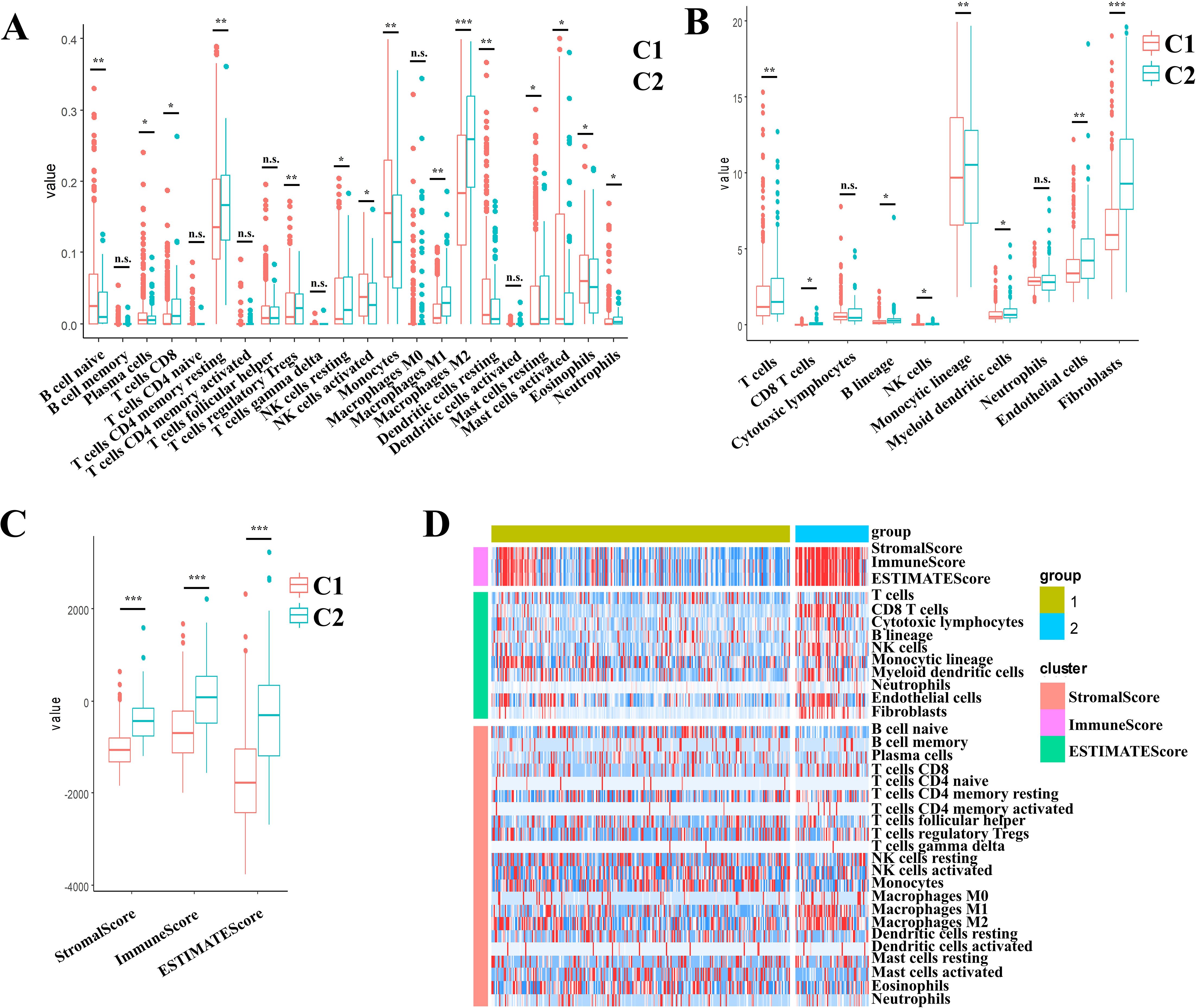 Four-panel figure showing various box plots and a heat map comparing immune cell types and scores between two groups, C1 and C2. Panel A displays box plots of diverse immune cell types with significant differences marked by asterisks. Panel B shows box plots of selected immune cell subsets. Panel C illustrates box plots of StromalScore, ImmuneScore, and ESTIMATEScore, highlighting significant statistical differences. Panel D presents a heat map with a color bar indicating group and scores, providing a visual representation of the data distribution per cluster.