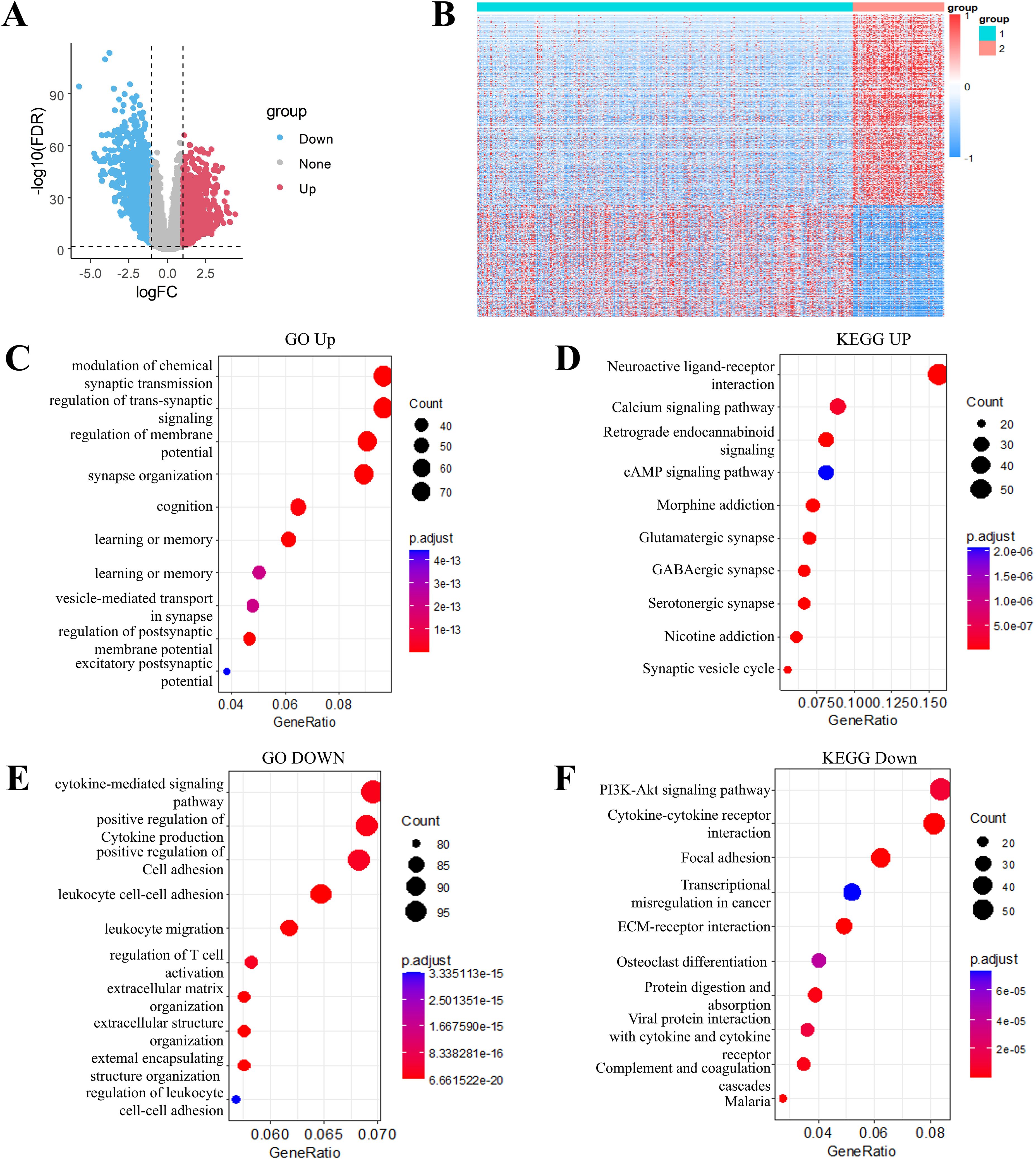 Panel A shows a volcano plot highlighting genes with upregulation and downregulation. Panel B is a heatmap depicting gene expression with group comparisons. Panel C displays a dot plot for upregulated Gene Ontology (GO) terms, highlighting processes like synaptic transmission and memory. Panel D shows a dot plot for upregulated KEGG pathways, including signaling pathways related to addiction. Panel E has a dot plot for downregulated GO terms, such as cell adhesion and immune response. Panel F presents a dot plot for downregulated KEGG pathways, including signaling and receptor interactions.