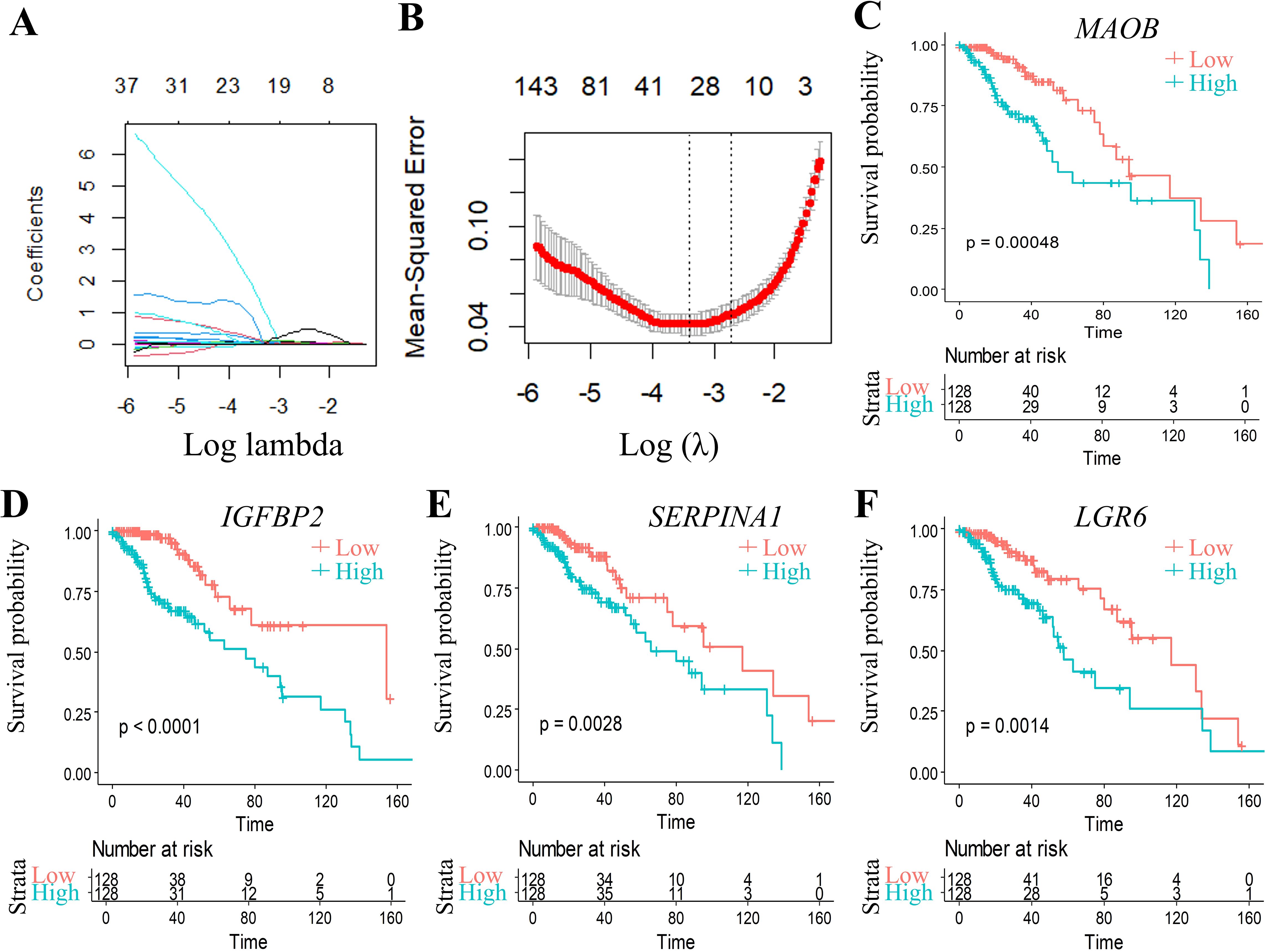 Panel A shows a coefficient path plot for log lambda values. Panel B displays a mean-squared error plot over log lambda, with minimum error indicated. Panels C, D, E, and F are Kaplan-Meier survival curves for genes MAOB, IGFBP2, SERPINA1, and LGR6, comparing high and low expression groups. Each plot indicates survival probability over time with statistical significance values (p-values) annotated. Below each plot, a table lists the number at risk for each stratum over time.