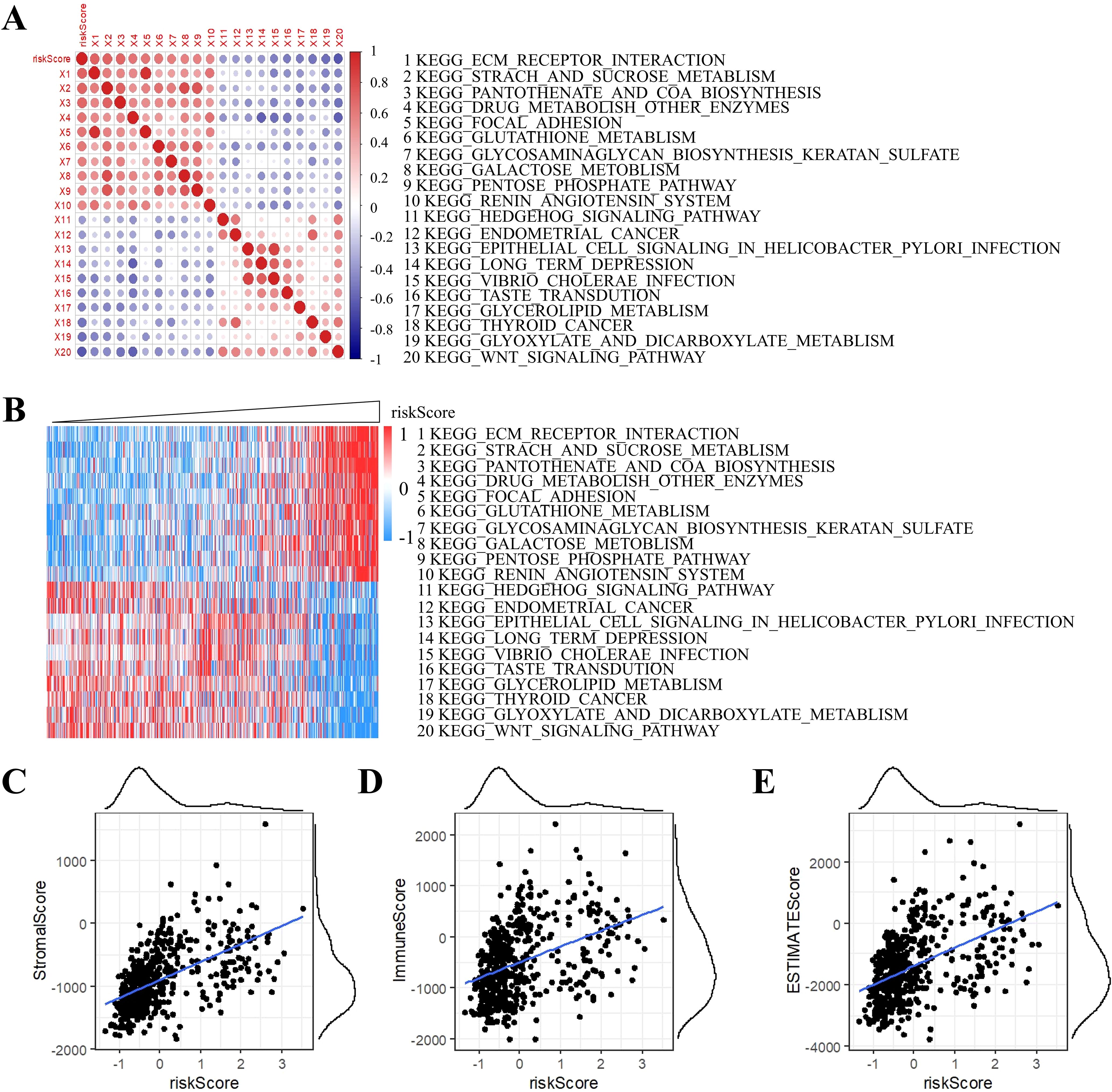 A series of data visualizations includes (A) a dot plot showing correlation of risk scores with various KEGG pathways; (B) a heatmap displaying expression levels across pathways with risk scores; (C) a scatter plot relating StromalScore to riskScore with a positive trend line; (D) a scatter plot showing ImmuneScore versus riskScore with a positive trend line; and (E) a scatter plot of ESTIMATEScore against riskScore with a positive trend line. Each visual highlights the relationship between risk scores and biological pathways or scores.