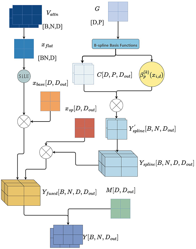 Flowchart of a neural network architecture with labeled components and paths. It includes inputs like \(V_{\text{attn}}\) and \(G\), processing through SiLU, B-spline basis functions, and operations generating outputs \(Y_{\text{fused}}\) and \(Y\). Various layers and matrix shapes are indicated at each step.