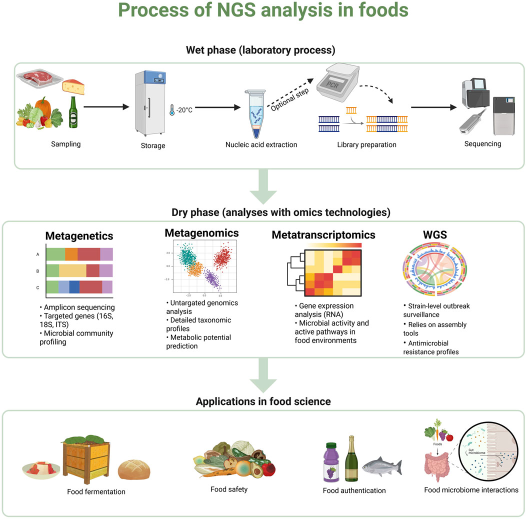 Flowchart of NGS analysis in foods. The wet phase includes sampling, storage at negative twenty degrees Celsius, nucleic acid extraction, library preparation, and sequencing. The dry phase features metagenetics, metagenomics, metatranscriptomics, and WGS, with respective analyses detailed. Applications in food science include food fermentation, safety, authentication, and microbiome interactions.