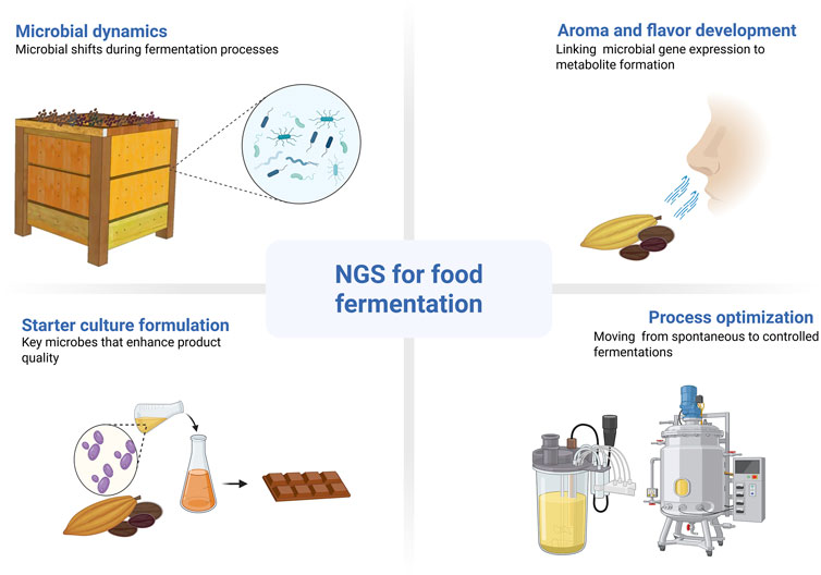 NGS for food fermentation infographic illustrating four themes: microbial dynamics, aroma and flavor development, starter culture formulation, and process optimization. Microbial dynamics shows a wooden fermentation box with microbes. Aroma and flavor development depicts a person smelling aromas from cacao beans. Starter culture formulation includes cacao, a flask, and chocolate. Process optimization features fermentation tanks.