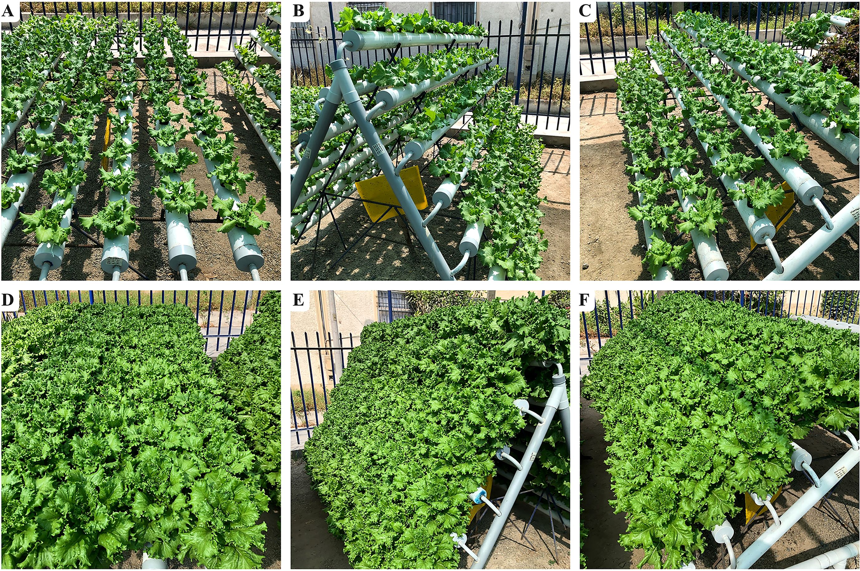 Panels A to F display various stages of lettuce growth in hydroponic systems. Each setup uses different arrangements of pipes for supporting the plants. The plants increase in density and size from panels A to F, showcasing the progression of growth and the effectiveness of the hydroponic systems.