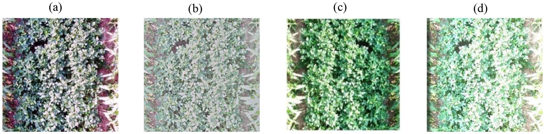 Four images labeled (a) to (d) show a top view of plants growing densely. Each image represents a different filtering effect, altering brightness and color balance slightly. The plant distribution remains consistent across all images.