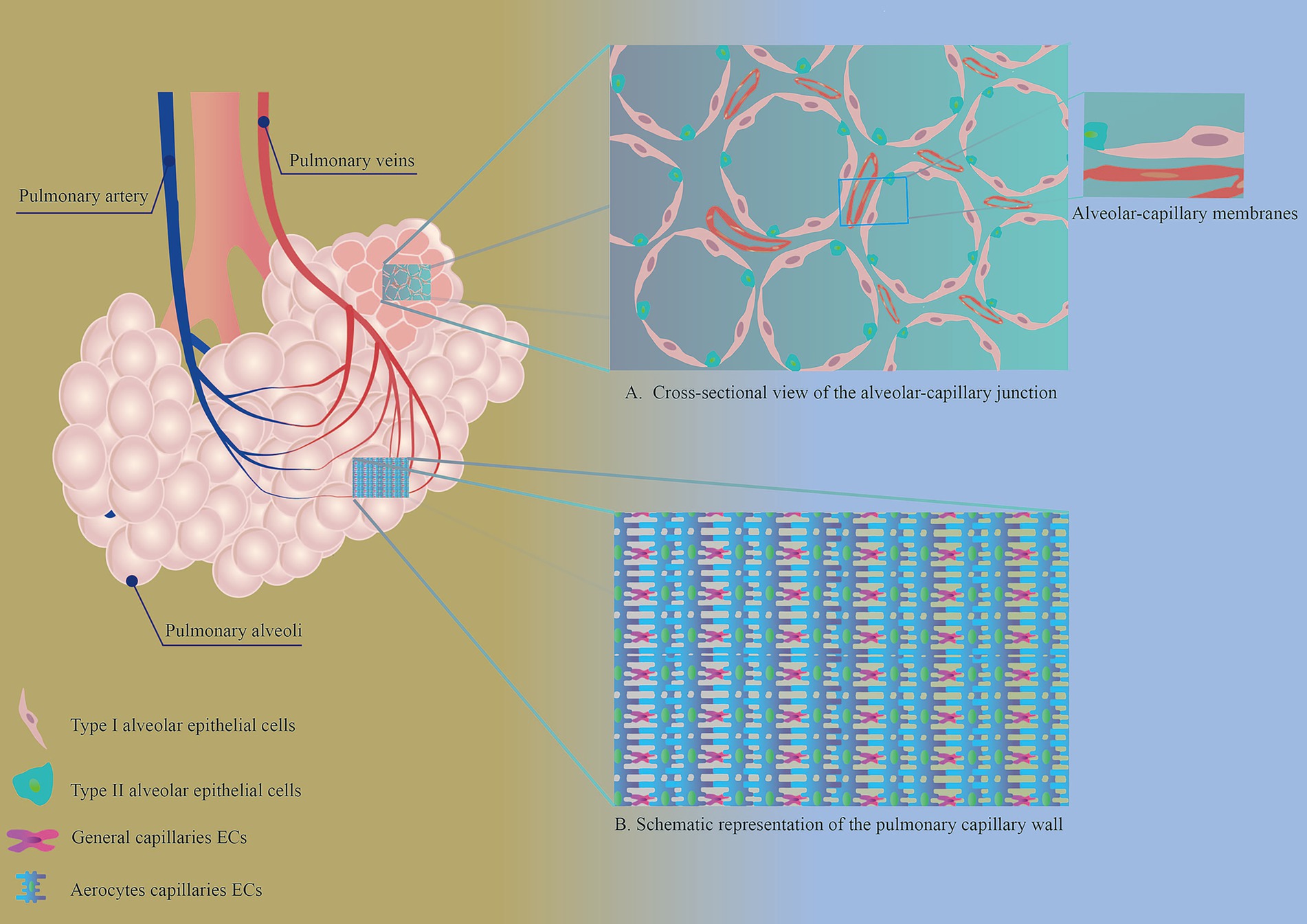 Diagram of pulmonary anatomy highlighting alveoli and capillaries. It illustrates blood flow via pulmonary arteries and veins, with close-ups of alveolar-capillary junctions. Inset boxes detail the alveolar-capillary membrane and capillary wall. Color-coded elements represent different cell types: Type I and II alveolar epithelial cells, general capillary endothelial cells, and aerocyte capillaries.