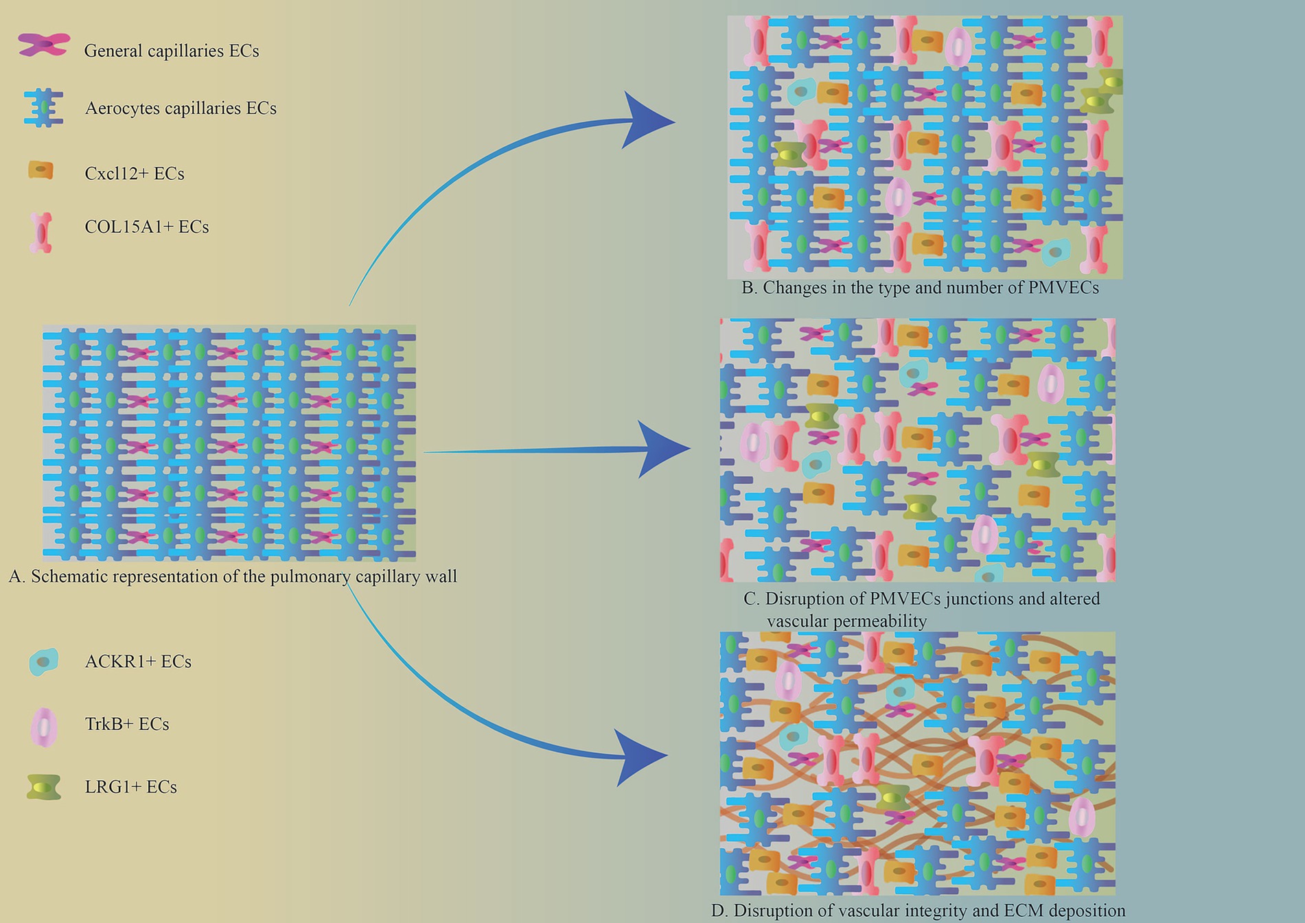 Schematic showing changes in the pulmonary capillary wall. Key includes symbols for various endothelial cells (ECs): general capillaries, aerocytes, Cxcl12+, COL15A1+, ACKR1+, TrkB+, and LRG1+. Panel A illustrates the capillary wall structure, Panel B details changes in PMVECs, Panel C shows disruption of PMVEC junctions and altered vascular permeability, and Panel D depicts disruption of vascular integrity and ECM deposition.
