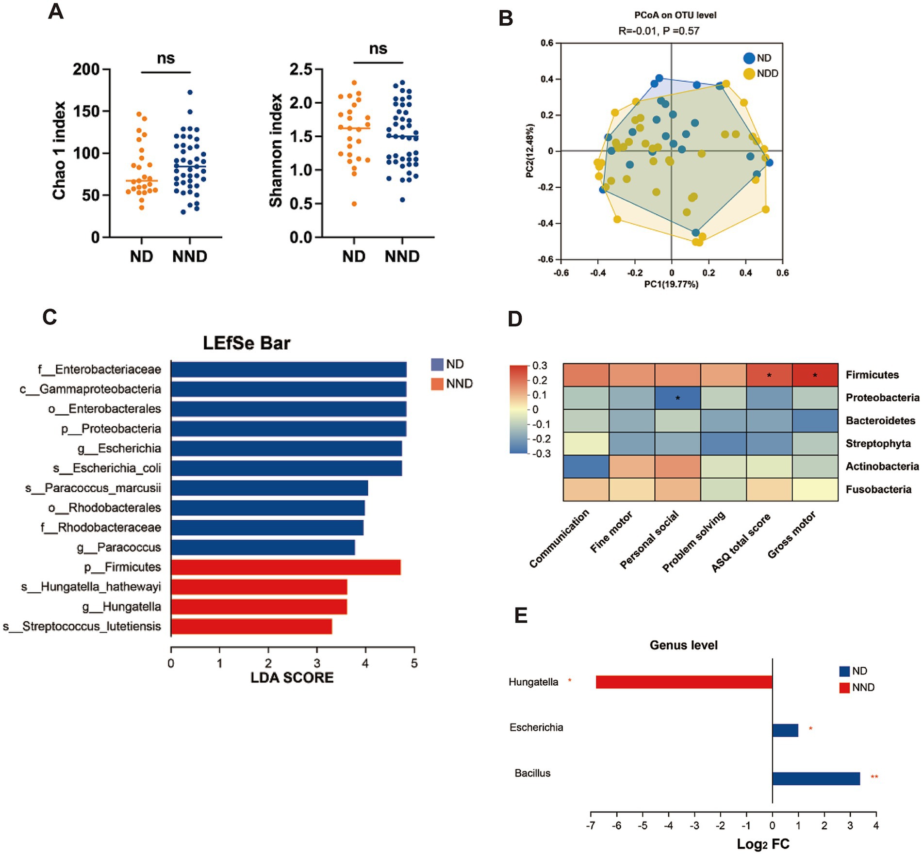 Graphs and charts display microbiome data analysis. Panel A: Scatter plots show Chao 1 and Shannon indices comparing ND and NND, labeled as not significant. Panel B: PCoA plot assesses microbial differences between ND and NND. Panel C: LEfSe bar chart highlights microbial taxa differences, with ND in blue and NND in red. Panel D: Heatmap links microbial phyla with developmental skills, indicating Firmicutes' significance. Panel E: Bar chart shows genus-level changes in ND and NND, with Hungatella and Bacillus highlighted.