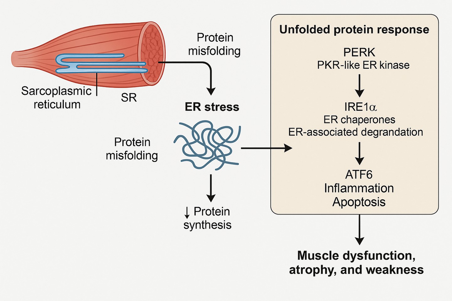 Diagram illustrating the unfolded protein response in muscle cells. Protein misfolding occurs in the sarcoplasmic reticulum, leading to ER stress and reduced protein synthesis. This activates PERK, IRE1α, and ATF6 pathways, causing inflammation, apoptosis, and resulting in muscle dysfunction, atrophy, and weakness.
