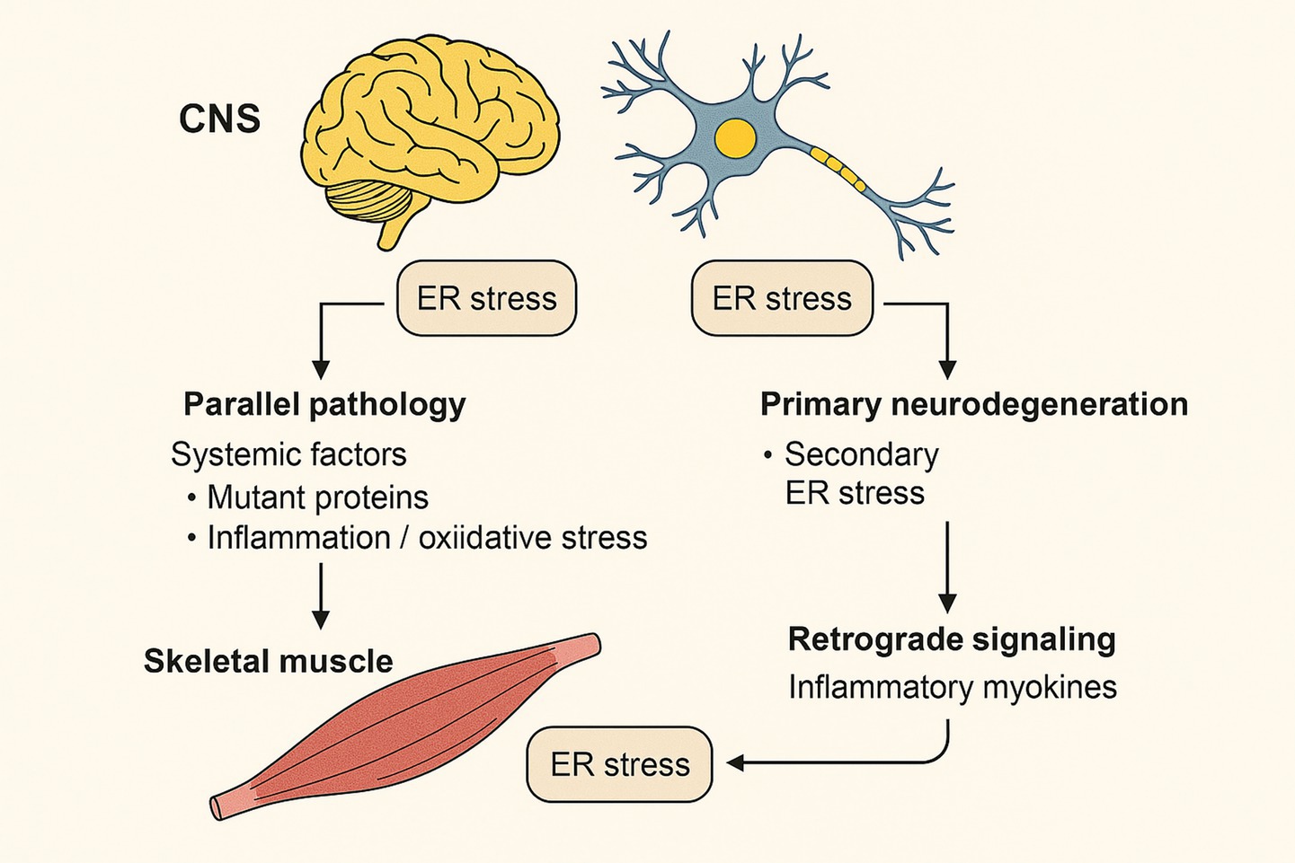 Diagram illustrating the connection between the central nervous system (CNS) and skeletal muscle related to ER stress. The CNS includes a brain and neuron icon, leading to parallel pathology with systemic factors like mutant proteins and inflammation/oxidative stress affecting skeletal muscle. It also shows primary neurodegeneration with secondary ER stress, followed by retrograde signaling with inflammatory myokines impacting ER stress in the muscle.