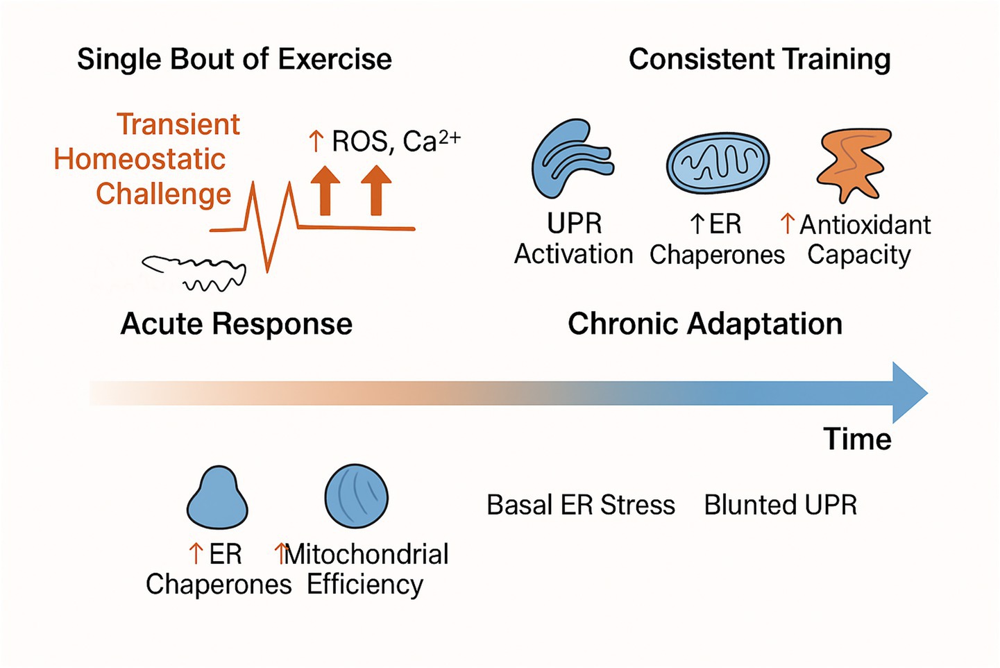 Diagram showing the effects of exercise over time. A single bout causes a transient homeostatic challenge with increased ROS and calcium, resulting in an acute response. Consistent training leads to chronic adaptations, such as UPR activation, increased ER chaperones, and antioxidant capacity. Over time, there is increased mitochondrial efficiency and basal ER stress with blunted UPR.